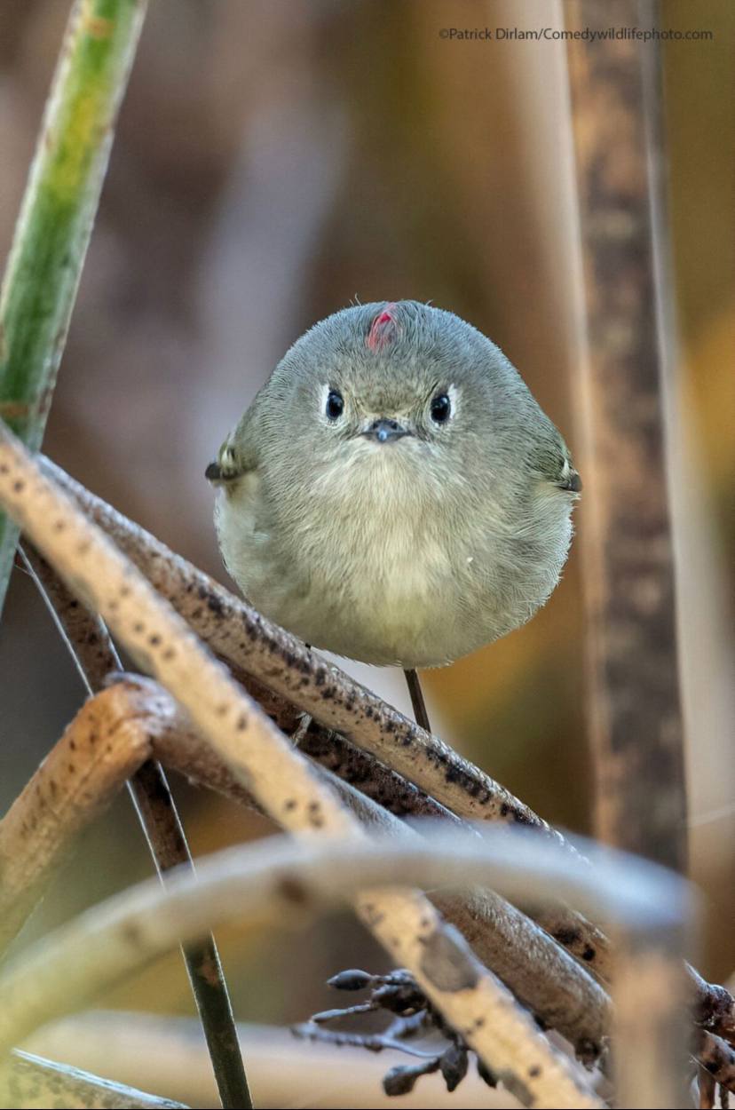 A selection of finalists for the Comedy Wildlife Photography Awards. - wildlife, Animals, Longpost