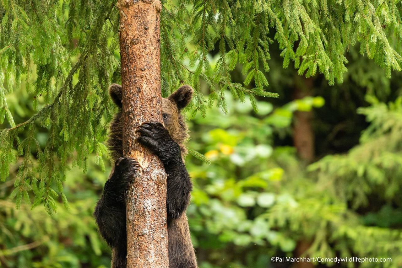 A selection of finalists for the Comedy Wildlife Photography Awards. - wildlife, Animals, Longpost