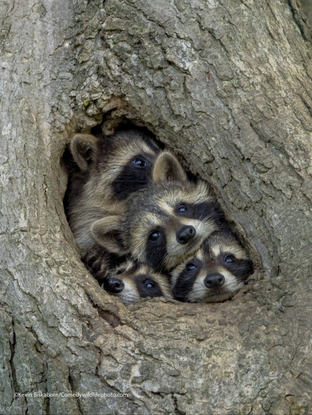 A selection of finalists for the Comedy Wildlife Photography Awards. - wildlife, Animals, Longpost