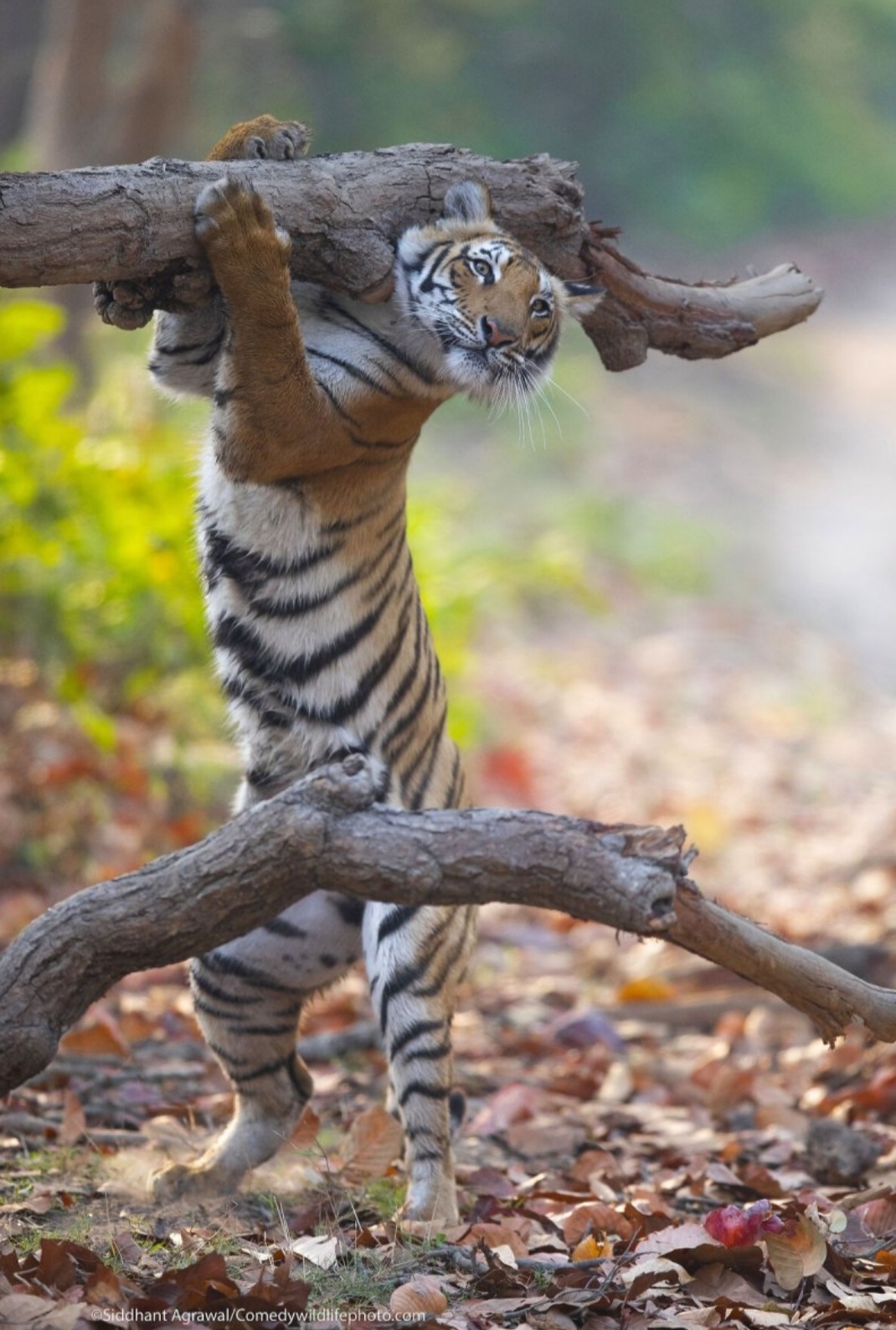 A selection of finalists for the Comedy Wildlife Photography Awards. - wildlife, Animals, Longpost