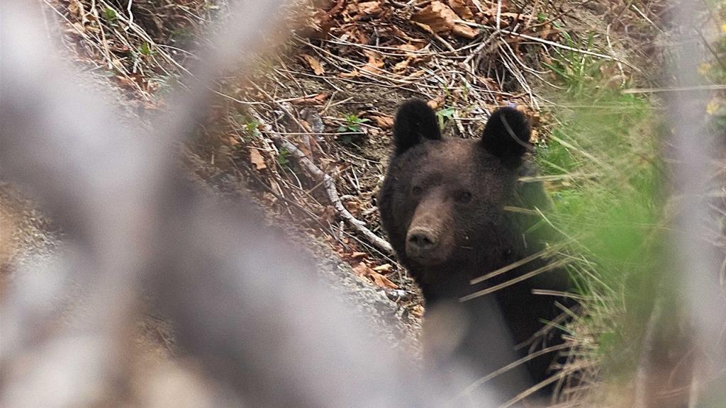 The bear left the cordons of the Sikhote-Alin Reserve without windows and doors (VIDEO) - Primorsky Krai, Ecology, Eco-city, Video