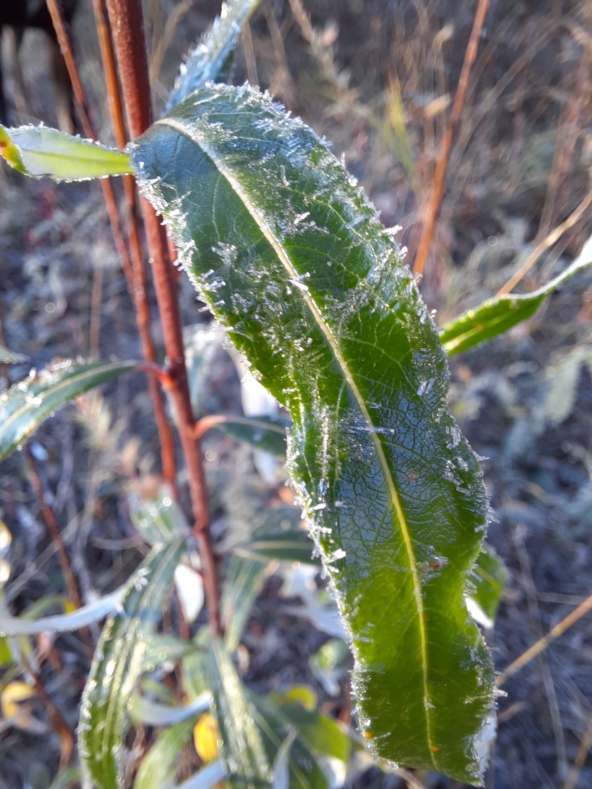 It's getting colder - My, Magadan Region, Дальний Восток, Longpost