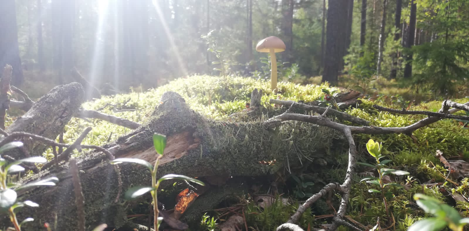 forest photos - My, Mushrooms, Poisonous mushrooms, Moss, Macro photography, Forest