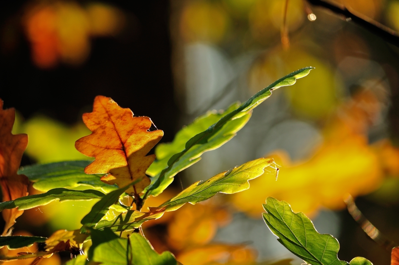 Autumn kaleidoscope in an oak grove - My, The photo, Autumn, Autumn leaves, Nature, Forest, Nikon d90, Longpost