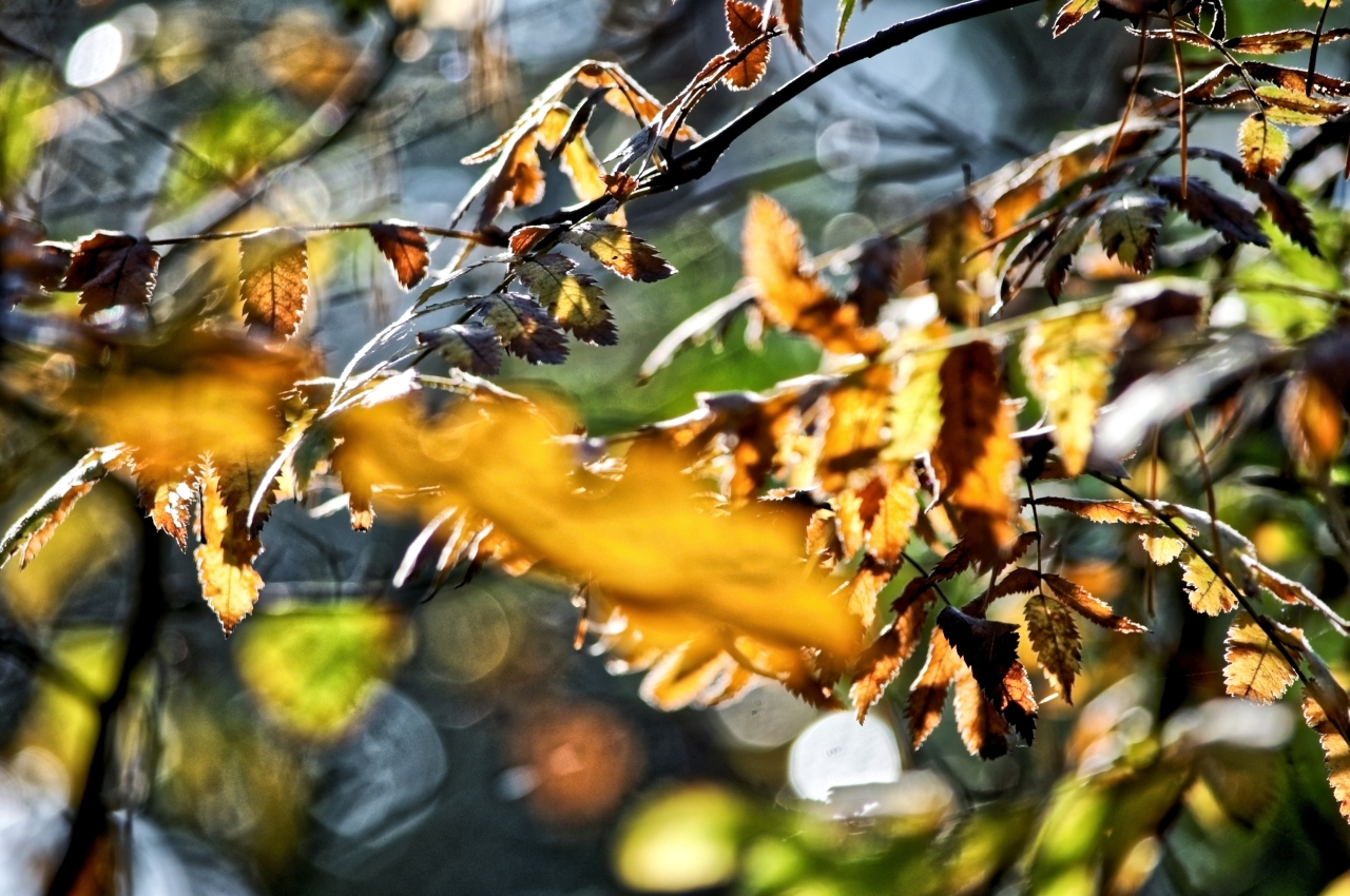 Autumn kaleidoscope in an oak grove - My, The photo, Autumn, Autumn leaves, Nature, Forest, Nikon d90, Longpost