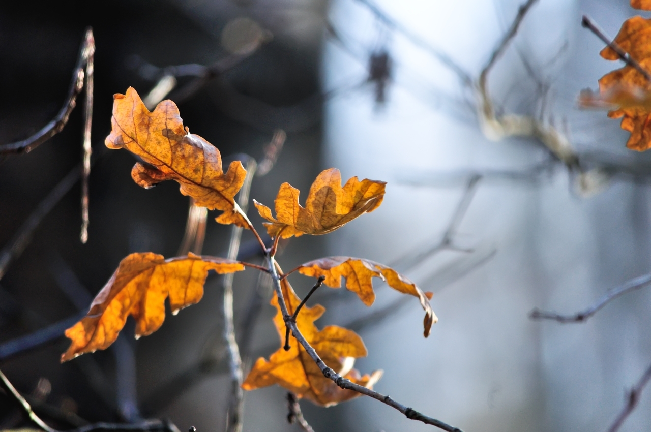 Autumn kaleidoscope in an oak grove - My, The photo, Autumn, Autumn leaves, Nature, Forest, Nikon d90, Longpost