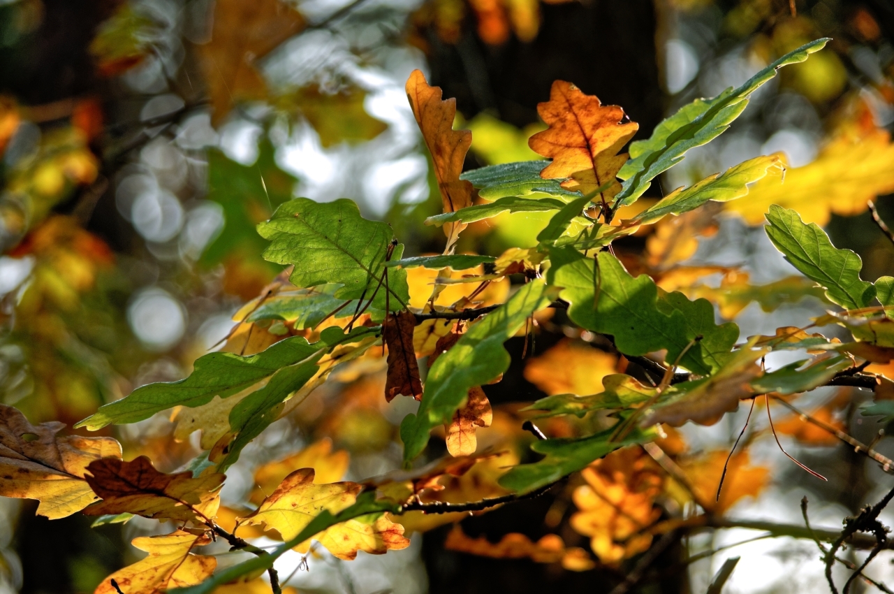 Autumn kaleidoscope in an oak grove - My, The photo, Autumn, Autumn leaves, Nature, Forest, Nikon d90, Longpost