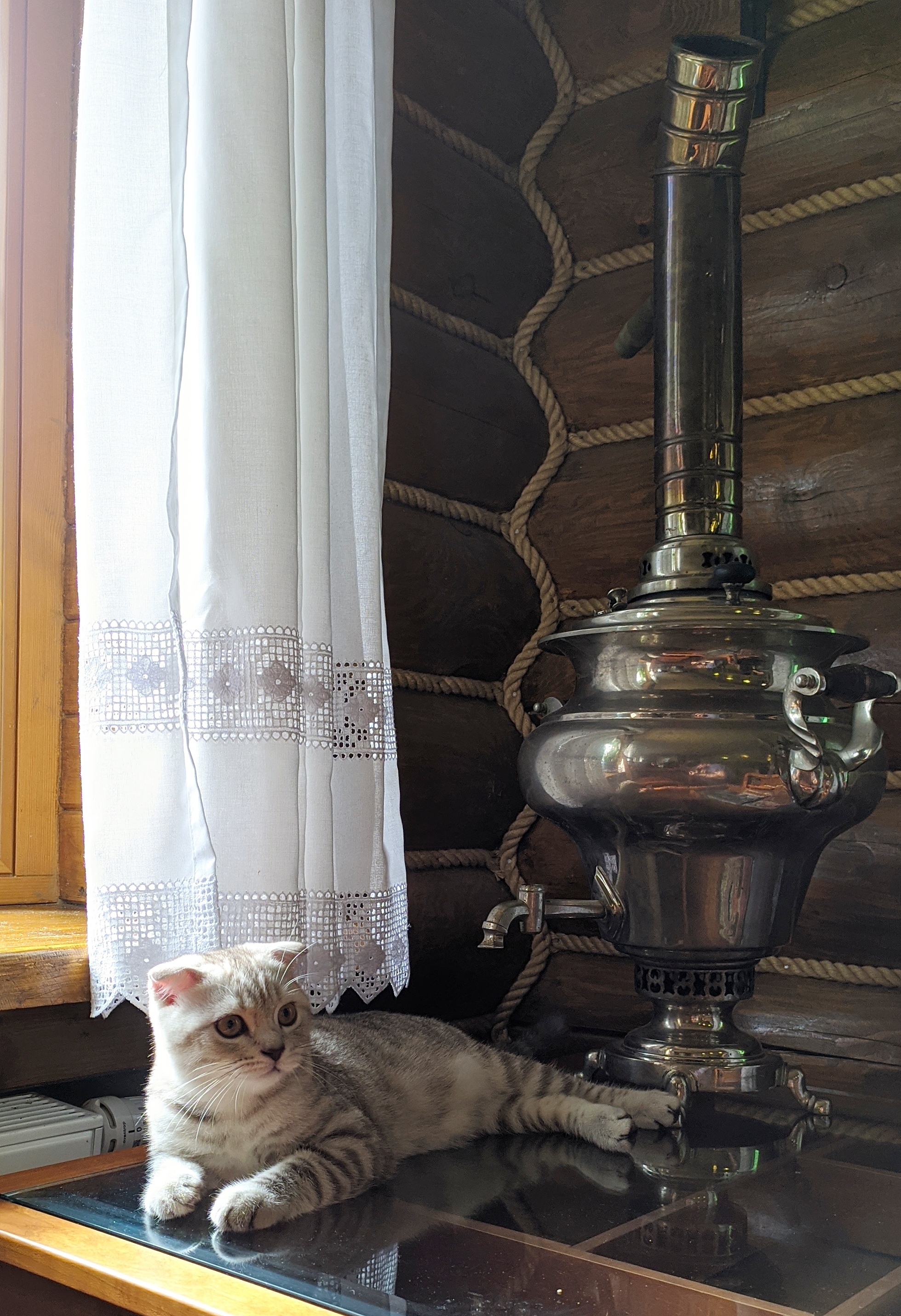 Cat with a samovar - My, cat, Samovar, The photo, Mobile photography