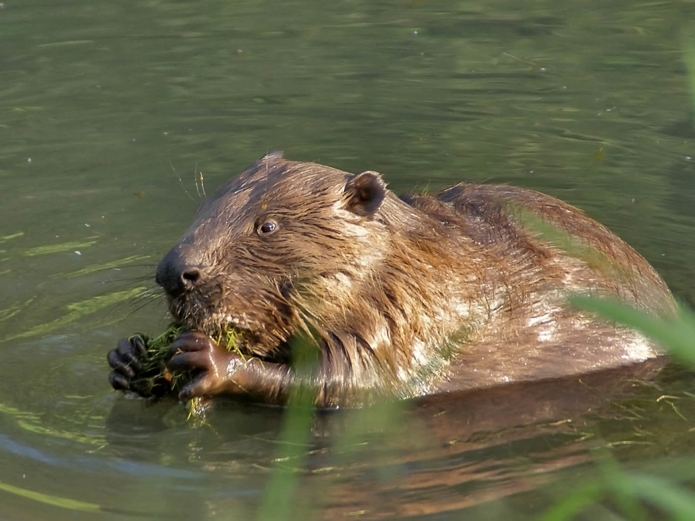 The number of beavers has increased in the natural areas of Moscow - , Ecology, Nature, Beavers, Longpost