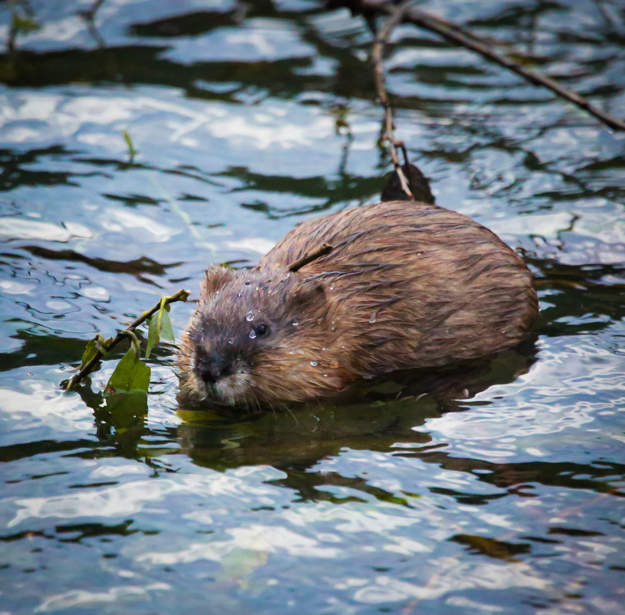 The number of beavers has increased in the natural areas of Moscow - , Ecology, Nature, Beavers, Longpost