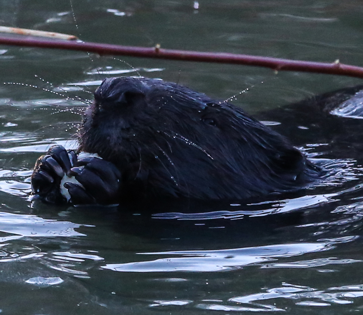 The number of beavers has increased in the natural areas of Moscow - , Ecology, Nature, Beavers, Longpost