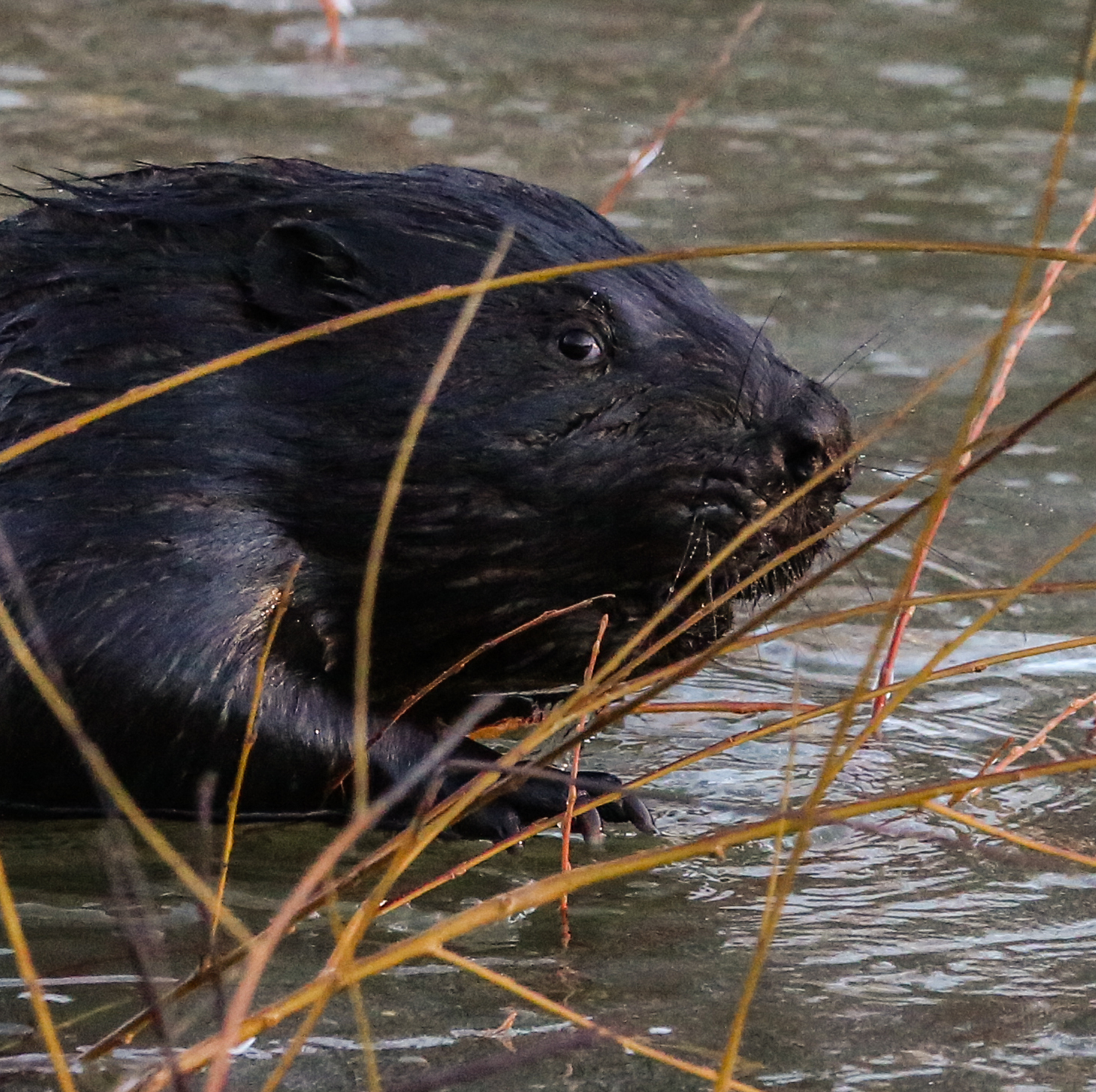 The number of beavers has increased in the natural areas of Moscow - , Ecology, Nature, Beavers, Longpost