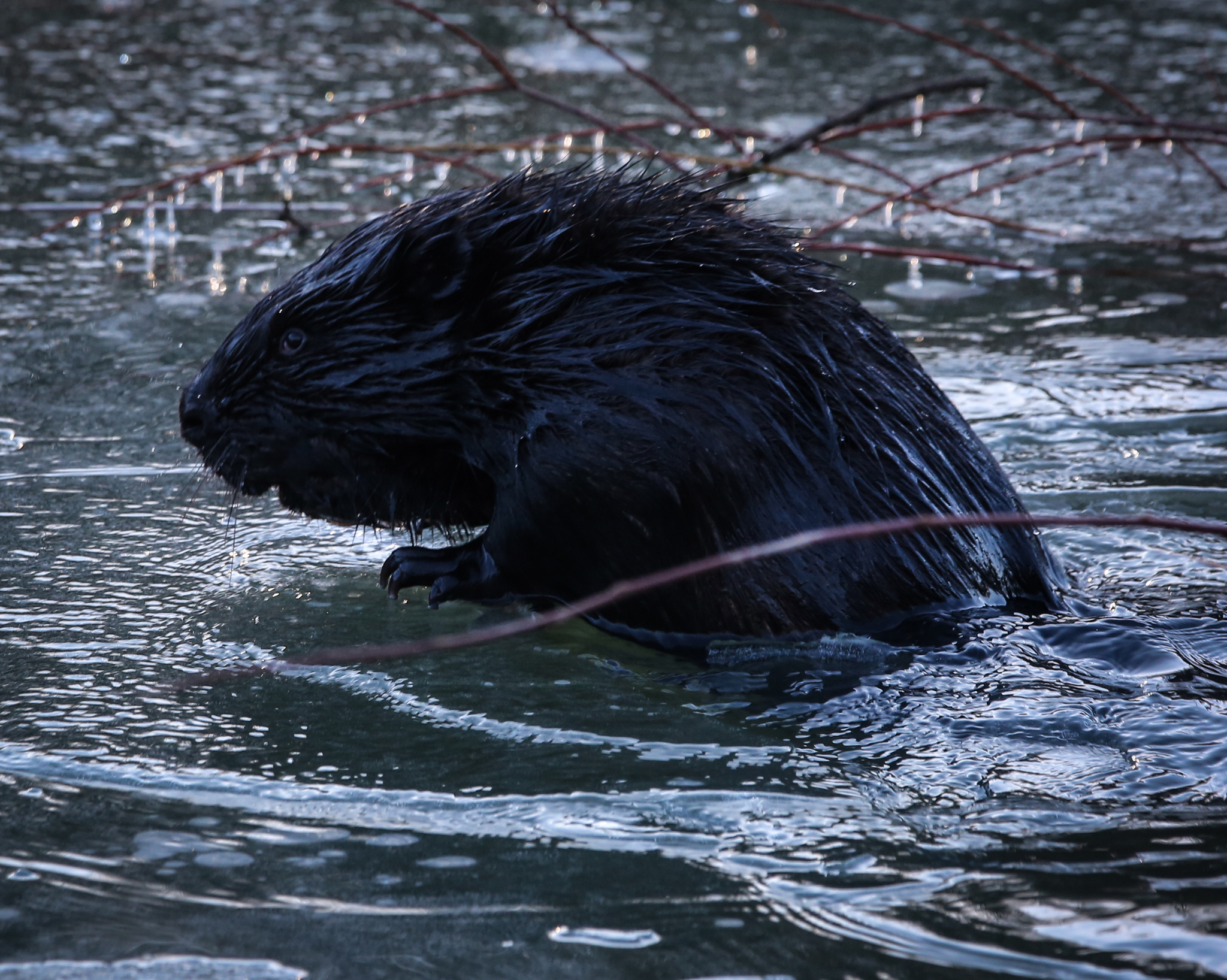 The number of beavers has increased in the natural areas of Moscow - , Ecology, Nature, Beavers, Longpost