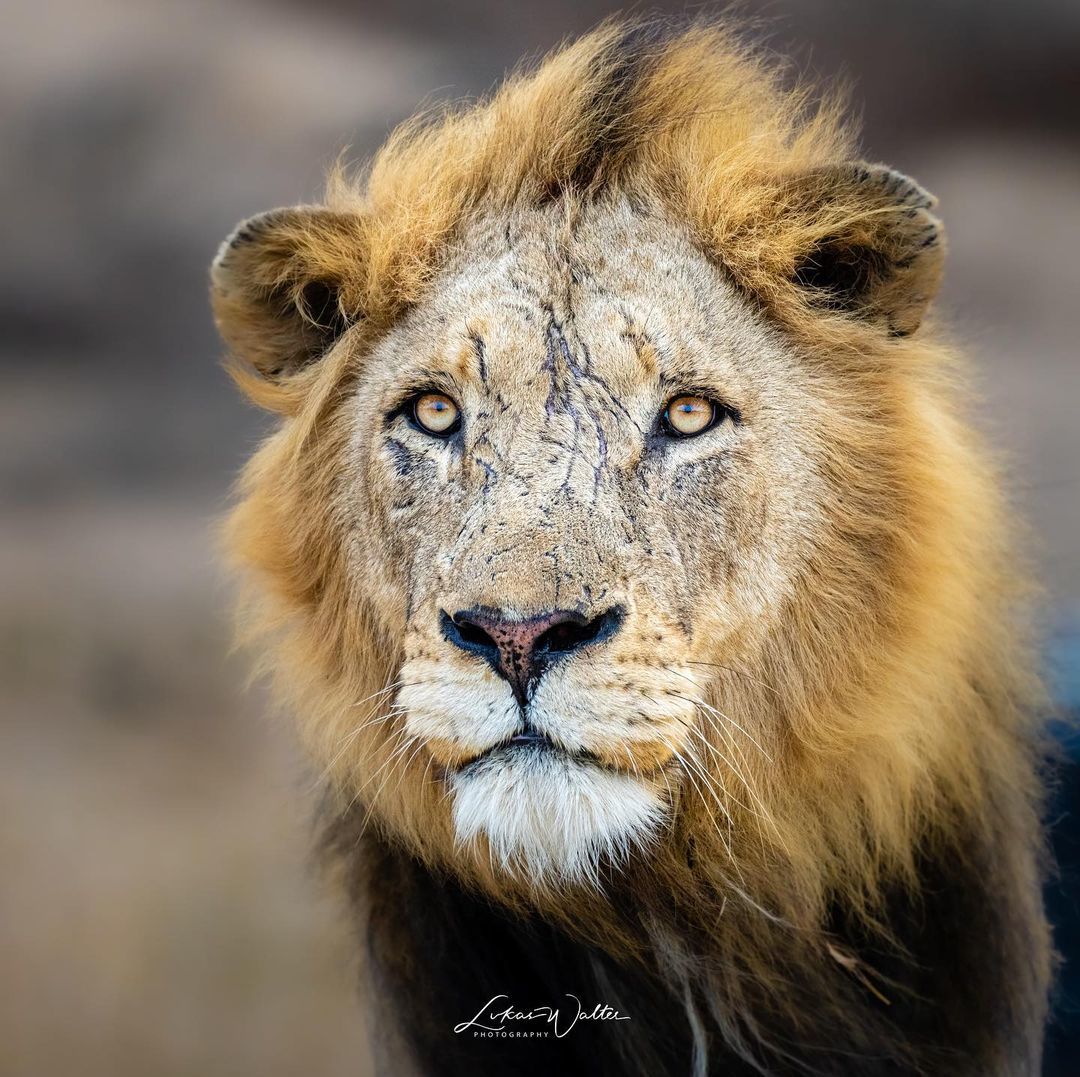 Scars - a lion, Big cats, Cat family, Predatory animals, Wild animals, wildlife, South Africa, The photo, , Scar, Reserves and sanctuaries, South Africa