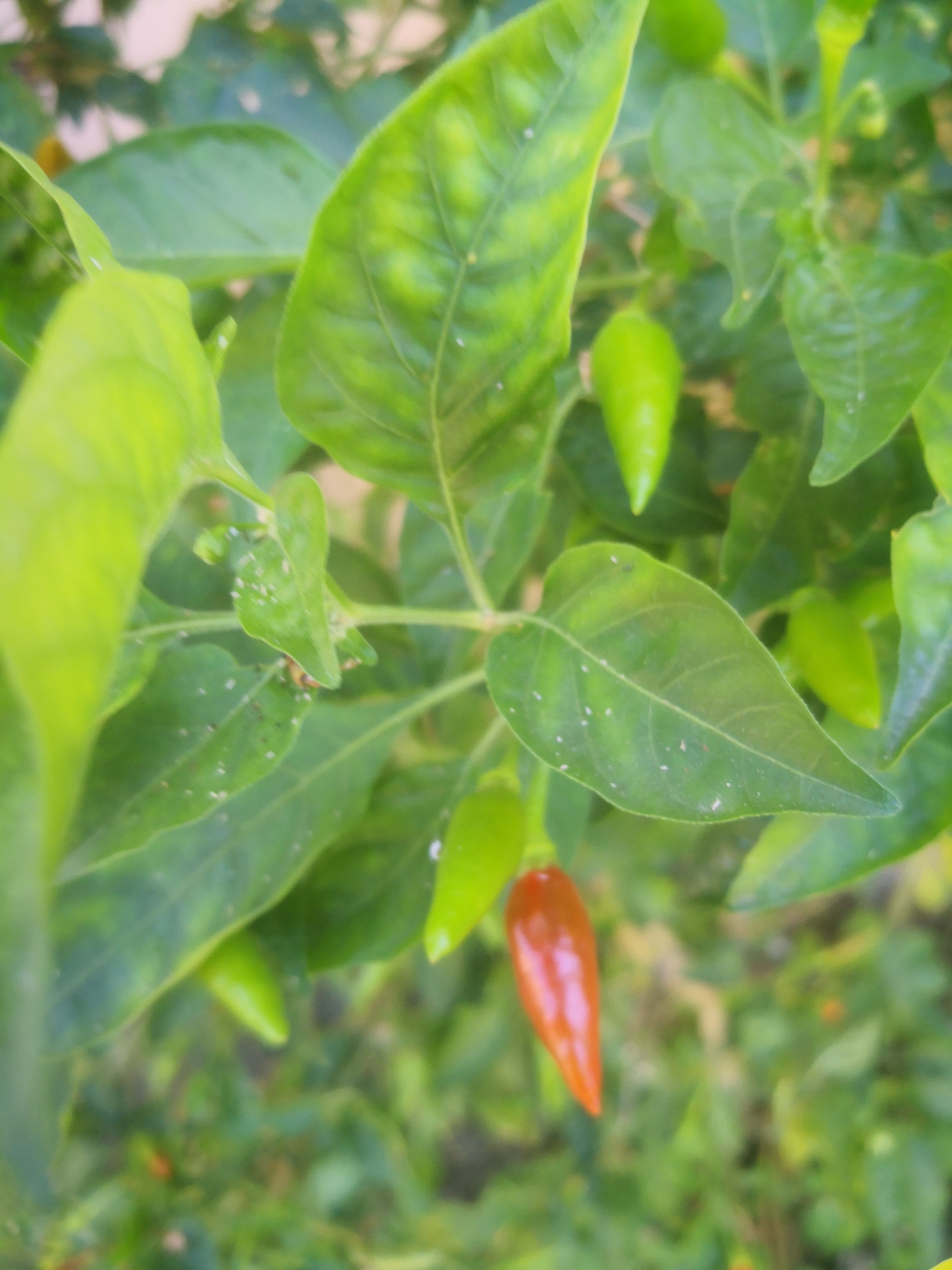 What kind of hot pepper is this? - My, No rating, Spicy, Hot peppers, Longpost