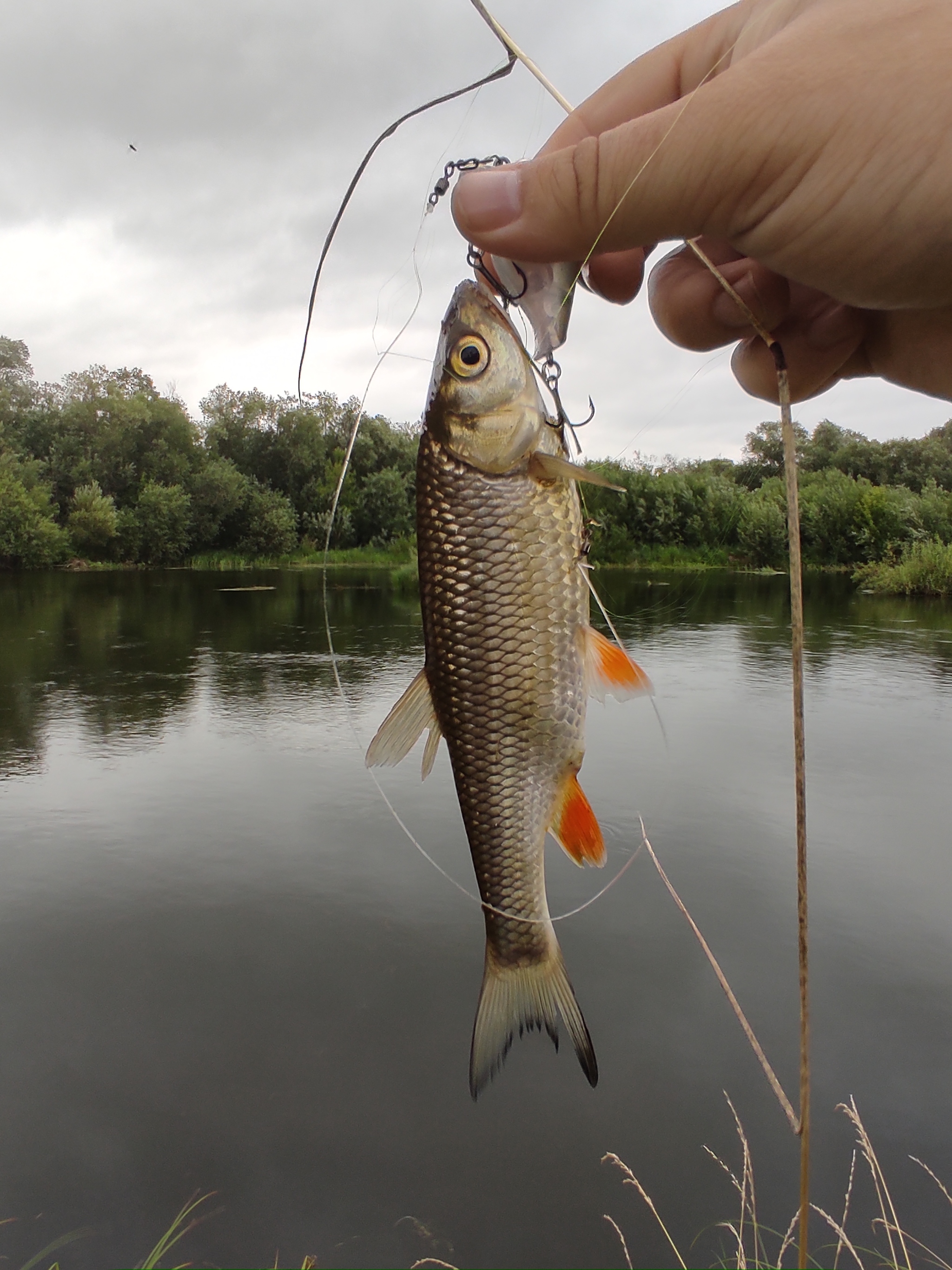 My first fishing on the Ob. A sincere example NOT to follow - My, Fishing, Travel across Russia, Ural, Do you sell fish?, Longpost, Girmen, Spinning, Beginning photographer, , beauty of nature, Mat, Longpost