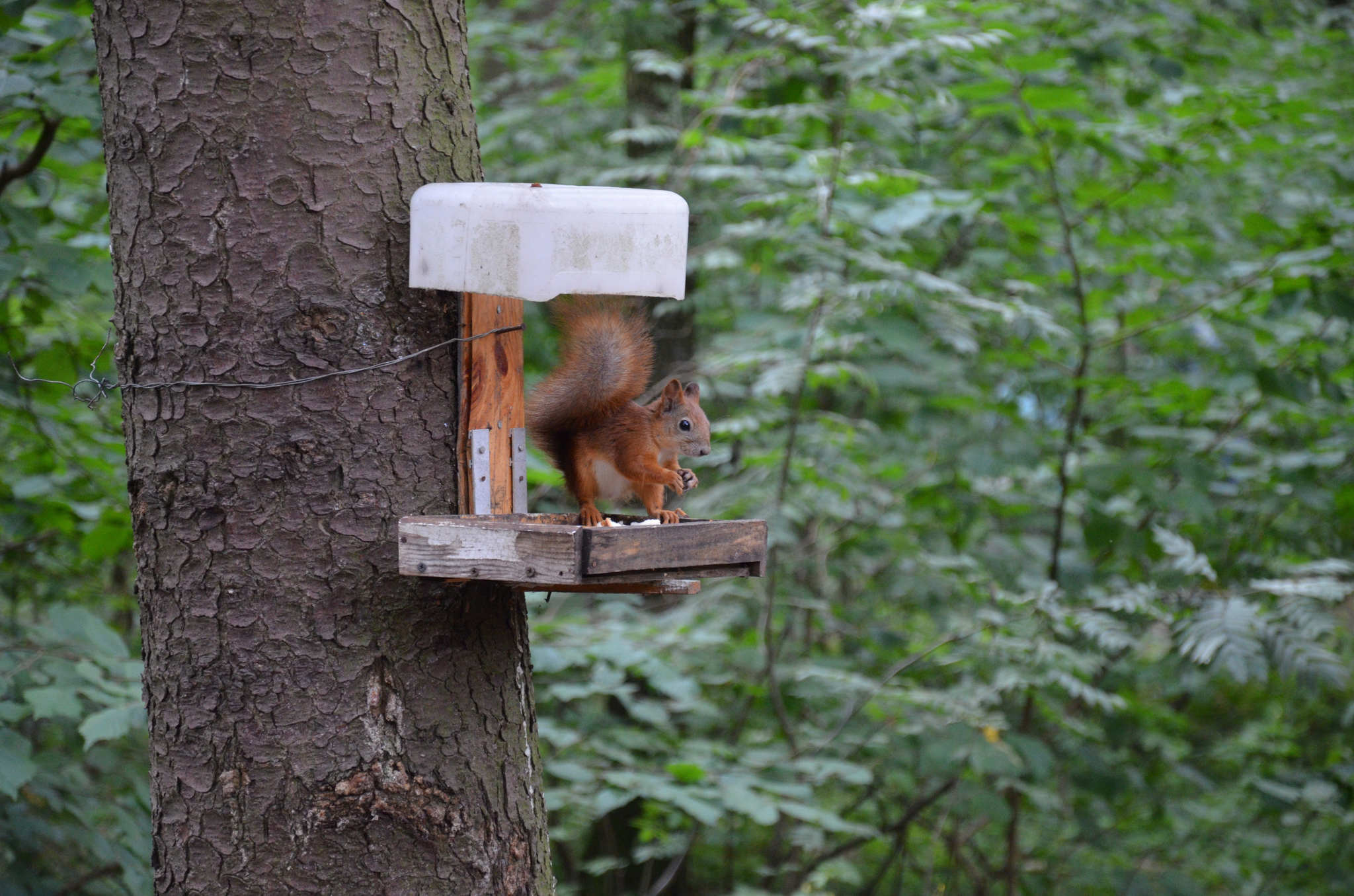 Minsk. - My, Birds, Nuthatch, The photo, Minsk, The park, Animals, Squirrel, Forest, , wildlife, Beginning photographer, Longpost