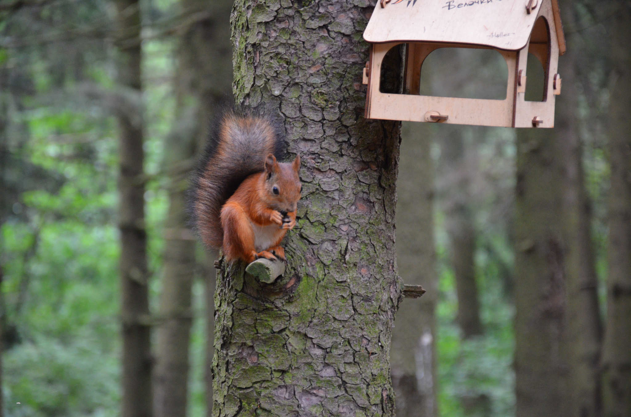 Minsk. - My, Birds, Nuthatch, The photo, Minsk, The park, Animals, Squirrel, Forest, , wildlife, Beginning photographer, Longpost