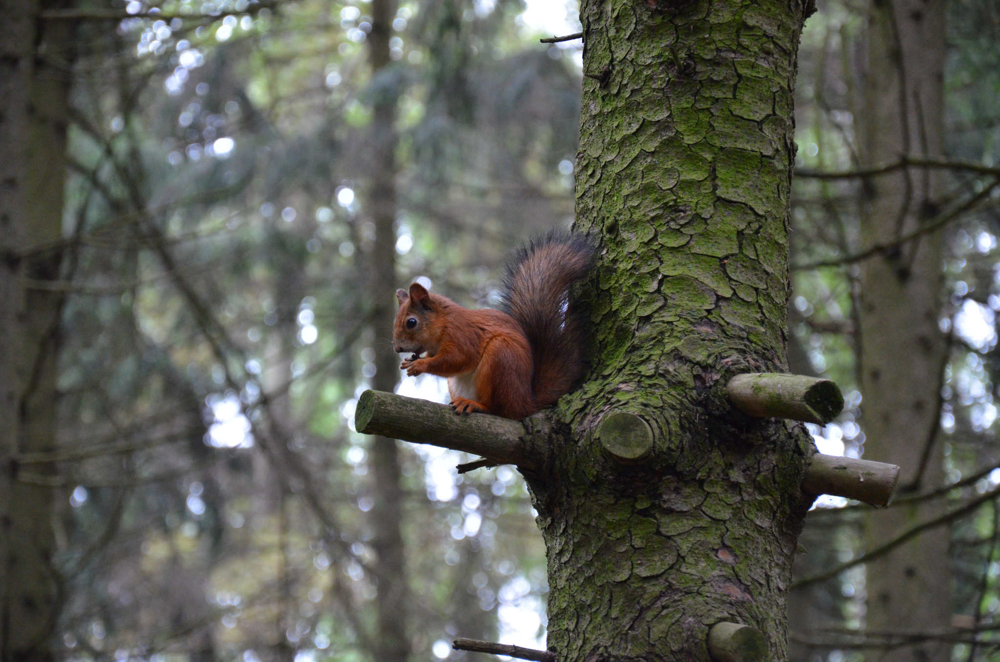 Minsk. - My, Birds, Nuthatch, The photo, Minsk, The park, Animals, Squirrel, Forest, , wildlife, Beginning photographer, Longpost