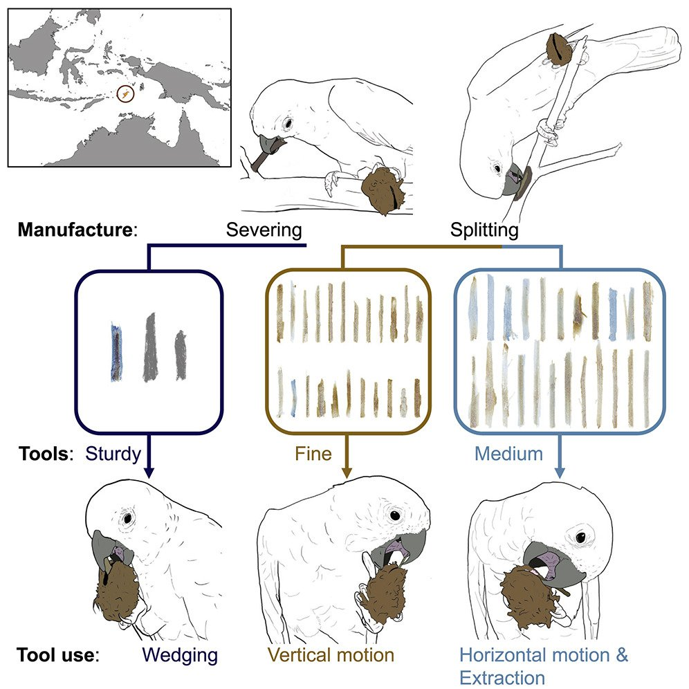 Какаду мастерят инструменты, чтобы полакомиться ядовитыми фруктами - Какаду, Птицы, Дикие животные, Интеллект животных, Индонезия, Столовые приборы, Изготовление, The National Geographic, , YouTube, Познавательно, Обучение, Видео, Длиннопост, Повтор