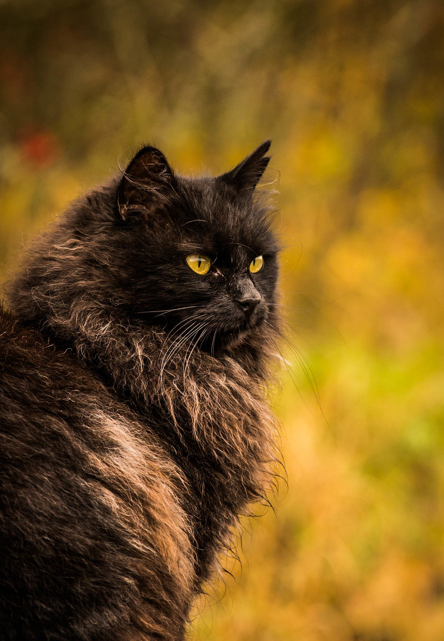 Autumn look... - cat, Autumn