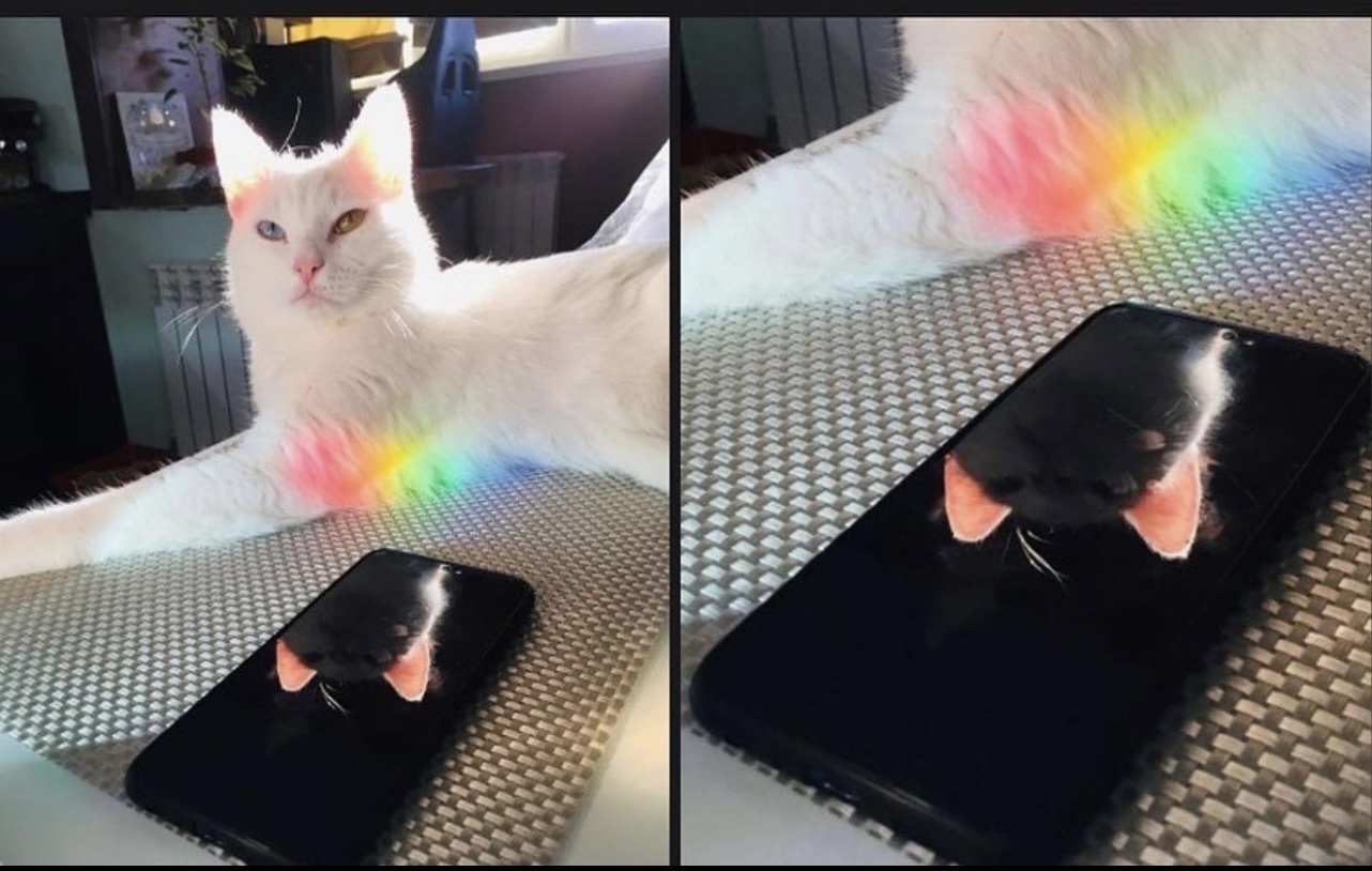 Ears - cat, Reflection, Heterochromia, Rainbow