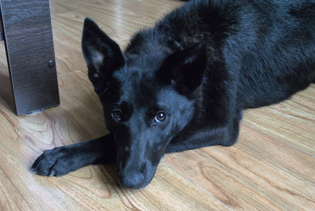 Екатеринбург, собака ищет дом! | Пикабу