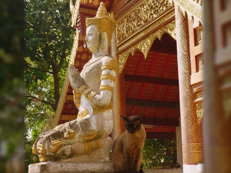 Thai cats: Their white coat turns black irreversibly from the cold. Special cats of Buddhist monks - Animals, cat, Thai cat, Animal book, Yandex Zen, Longpost