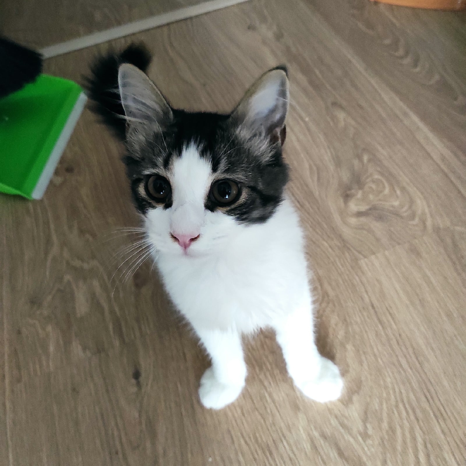 Kitten Mosya is looking for a home - No rating, cat, In good hands, Milota, Help, Good league, Longpost