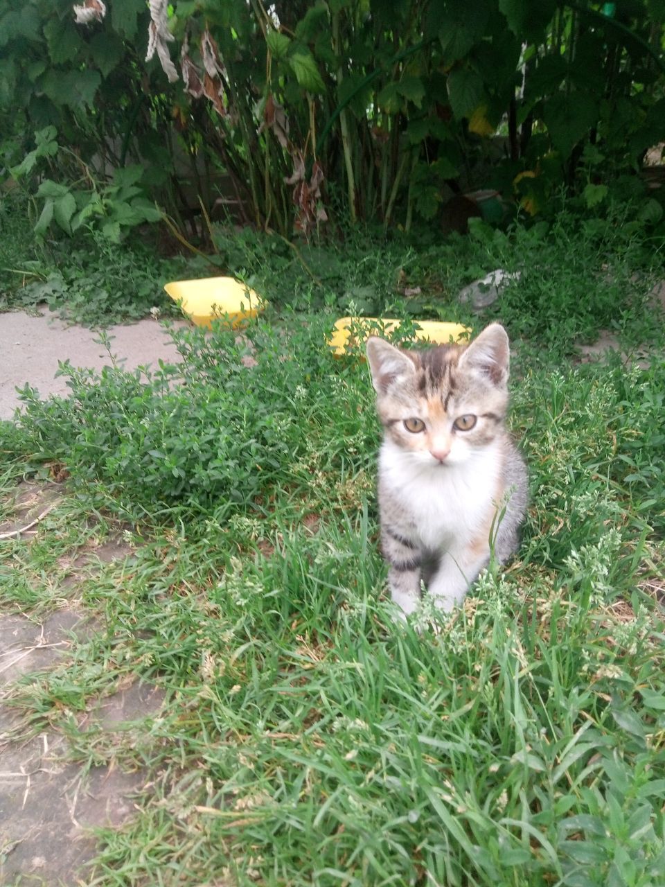 Pikabu, help me out!!! Minsk - My, In good hands, Pets, Is free, Kittens, cat, Animal Rescue, Help, Longpost, Minsk, , Republic of Belarus, No rating