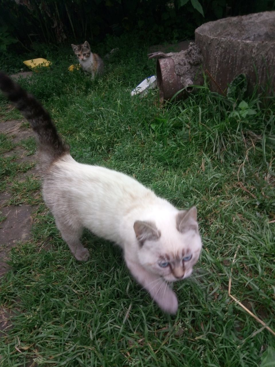 Pikabu, help me out!!! Minsk - My, In good hands, Pets, Is free, Kittens, cat, Animal Rescue, Help, Longpost, Minsk, , Republic of Belarus, No rating