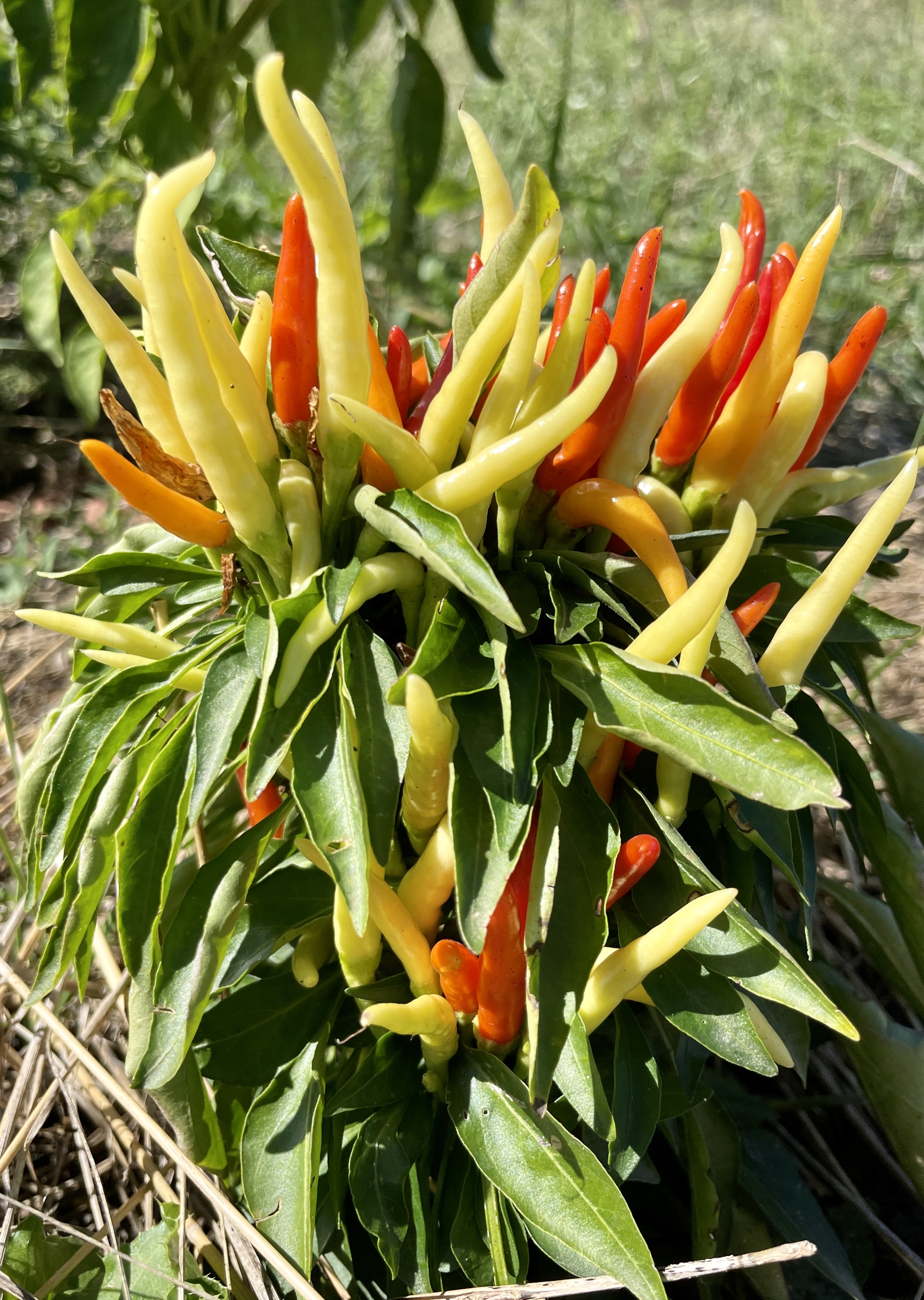 fiery volcano - My, Mobile photography, Hot peppers, Longpost