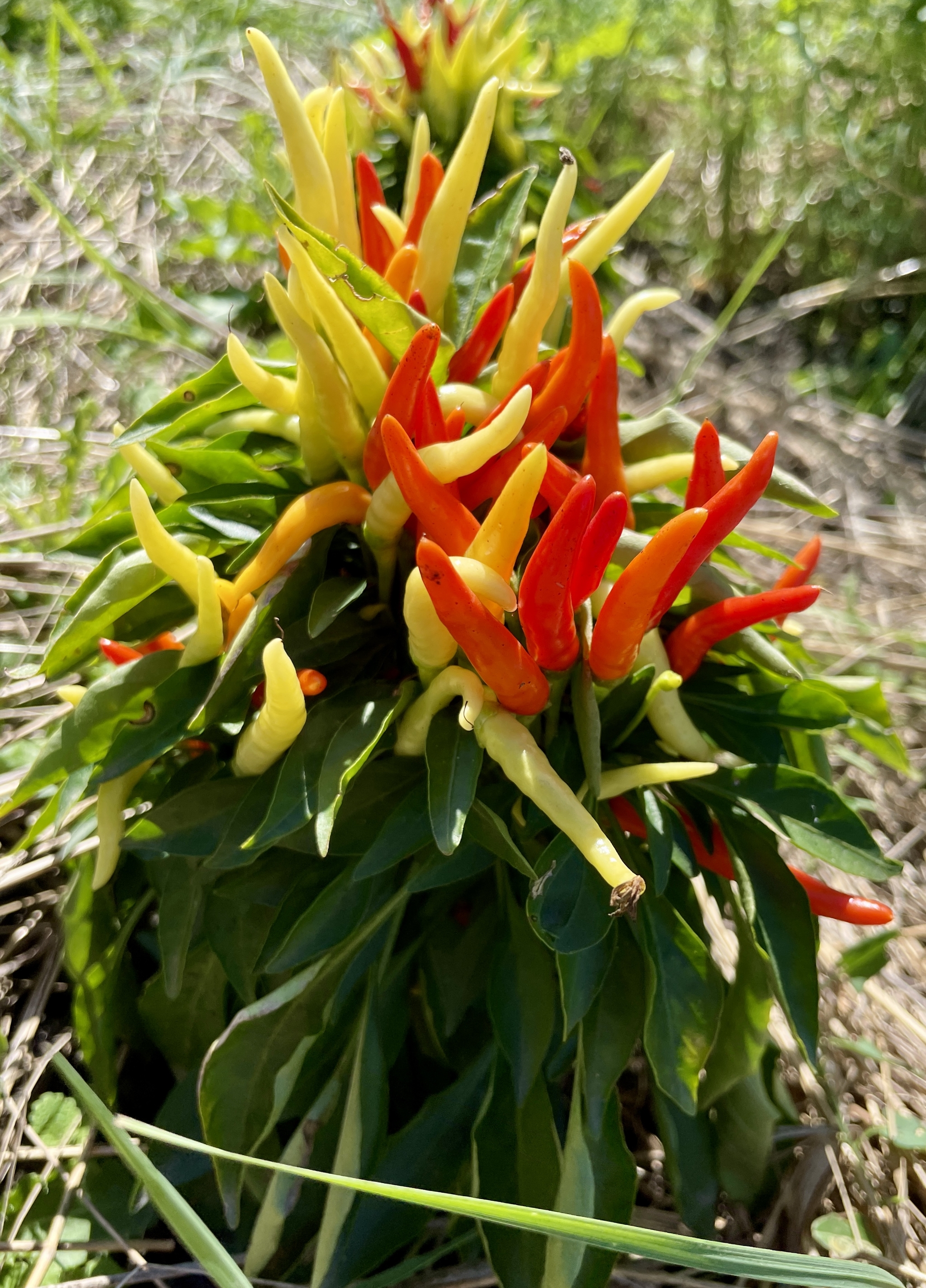 fiery volcano - My, Mobile photography, Hot peppers, Longpost