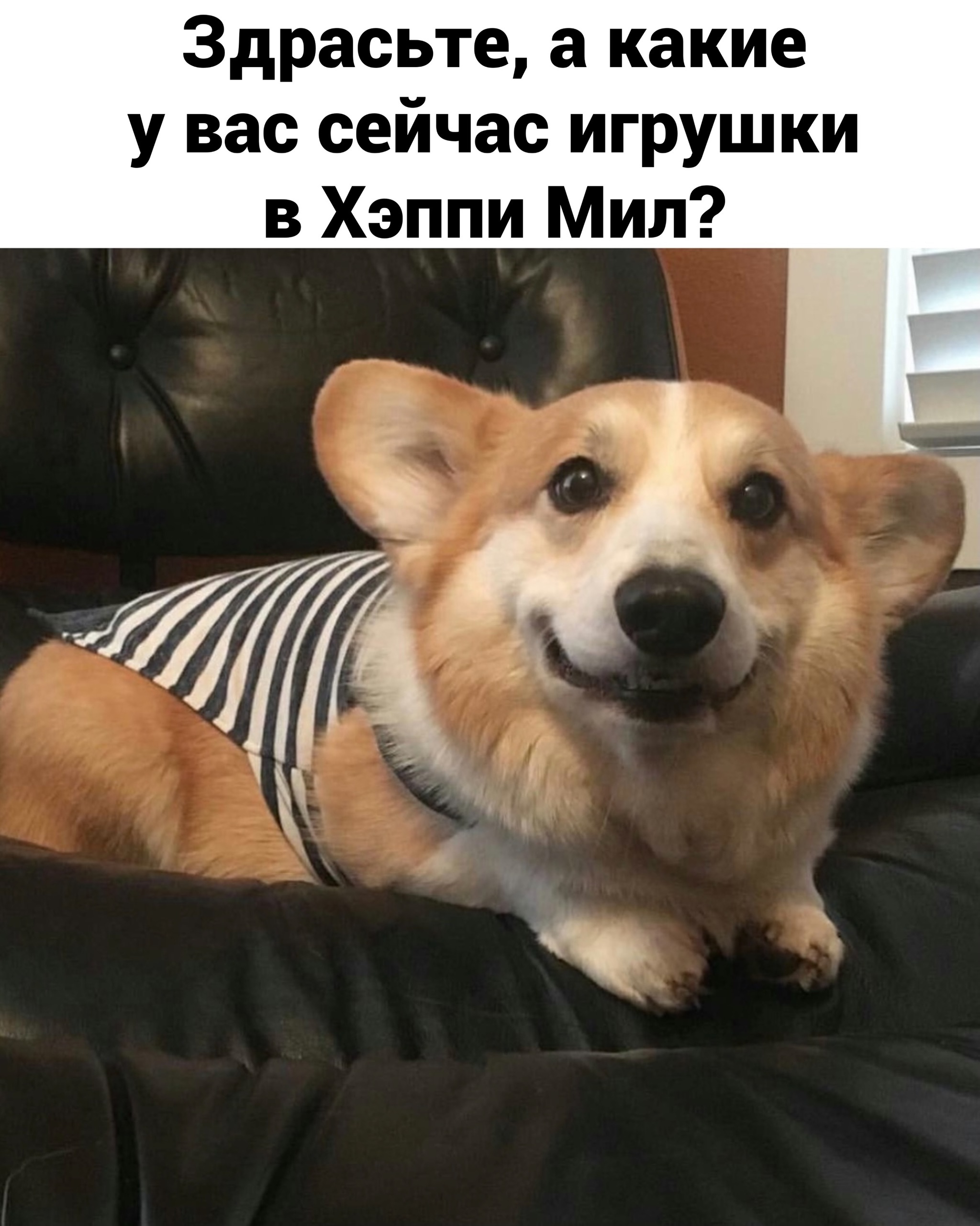 Довольный корги. Корги. Вельш корги улыбка. Корги улыбаки. Корги Коржик.