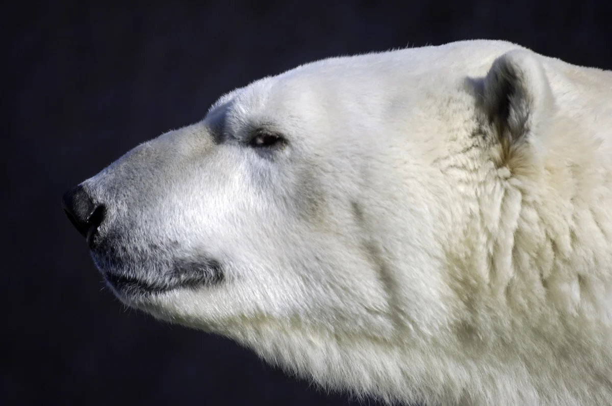 The polar bear is the largest predator on our planet! - Arctic, Ocean, Facts, The Bears, Polar bear, Nature, wildlife, Longpost