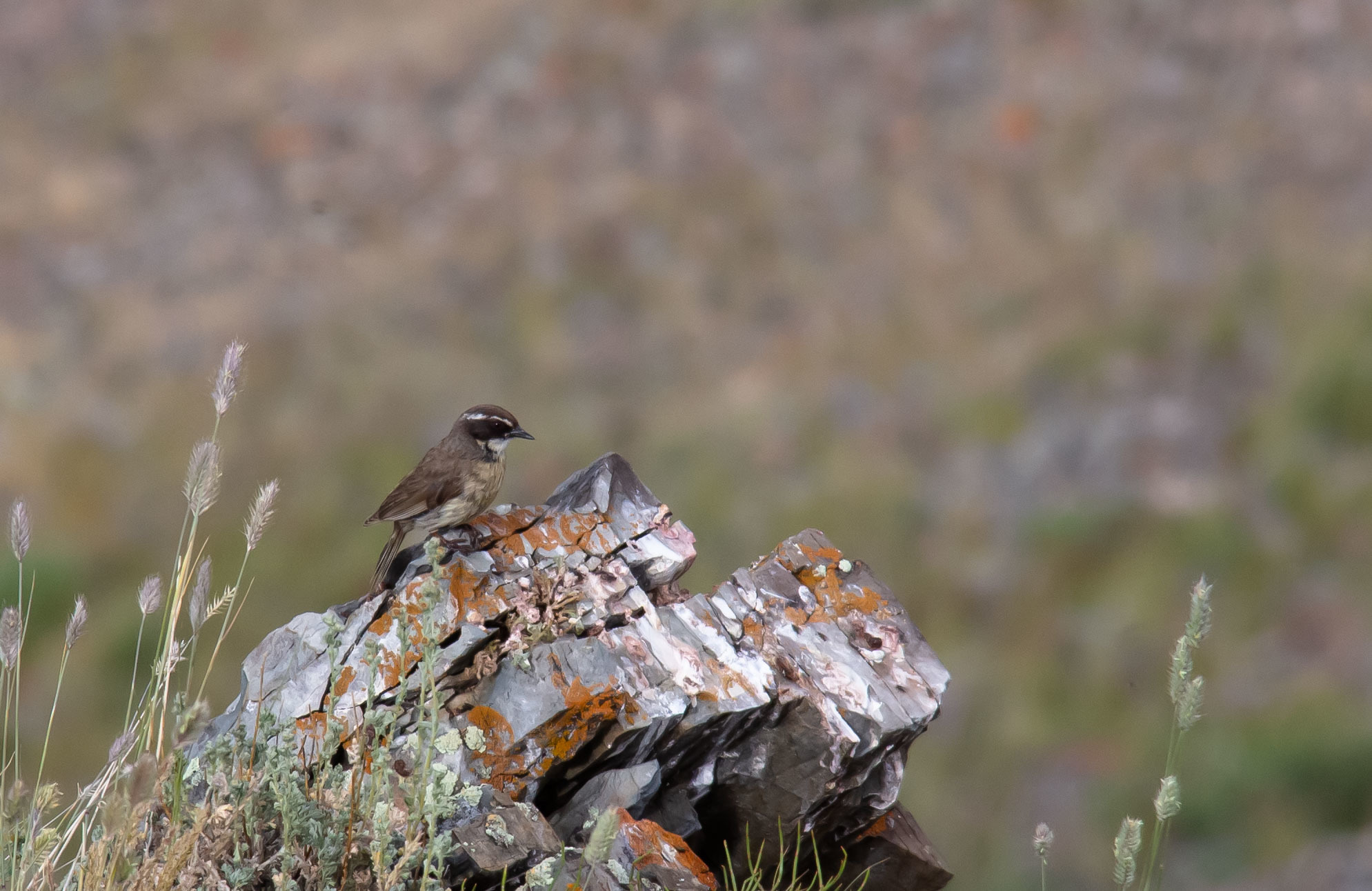 Is it a pale whore? - My, Birds, Ornithology League, Bird watching, Canon 600D