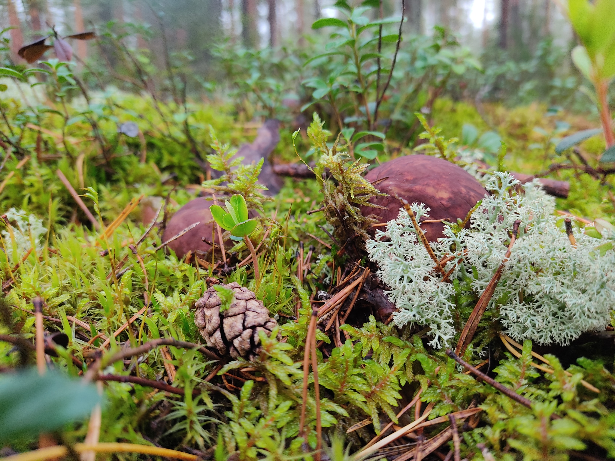 Borovik - My, Mushrooms, Borovik, Forest, Autumn