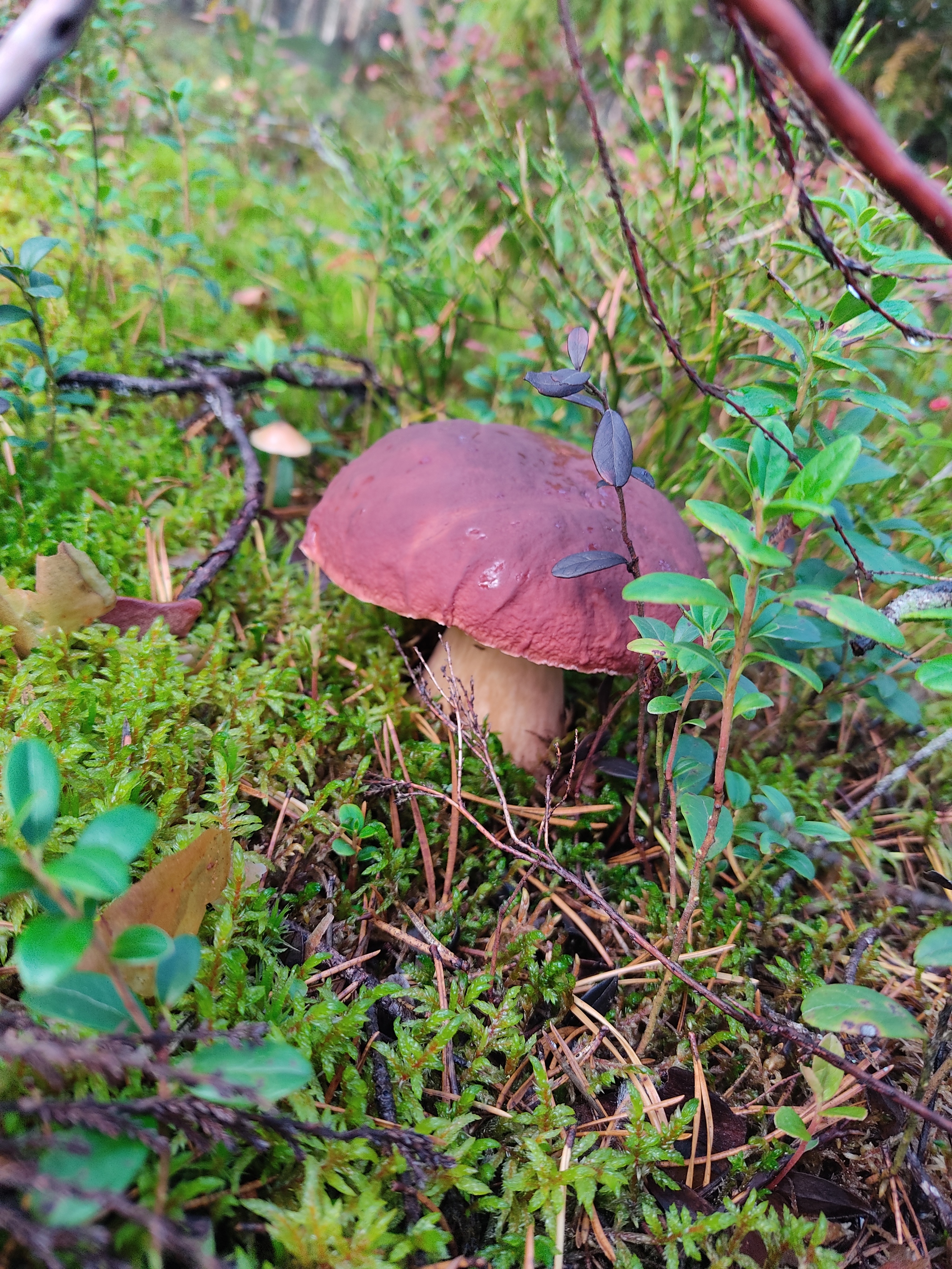 Borovik - My, Mushrooms, Borovik, Forest, Autumn