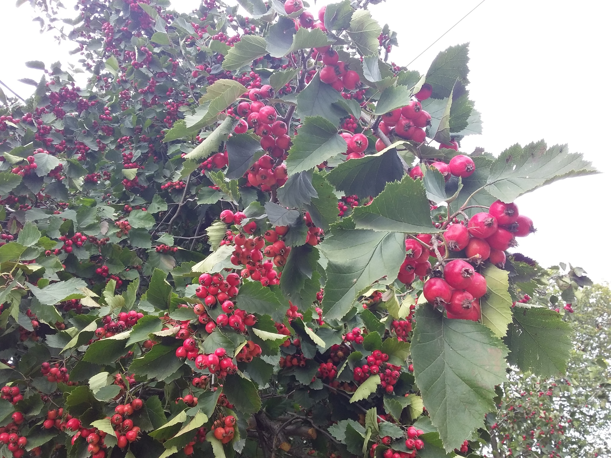 Autumn has come, raspberries are ripe - My, Raspberries, Gardening, Longpost