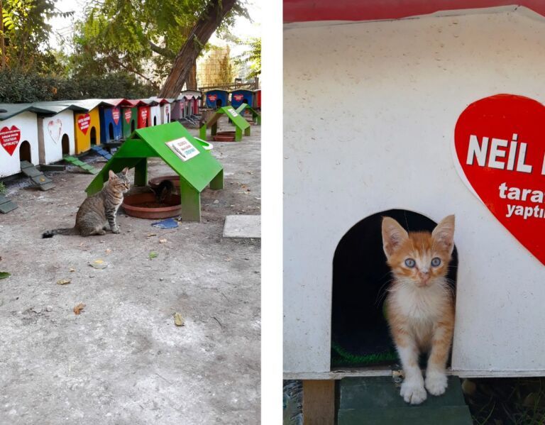 How do people treat homeless animals in Turkey? We will probably never have this. - My, Turkey, Helping animals, Homeless animals, Animals, Travels, Tourism, Dog, Cats and dogs together, , cat, Longpost