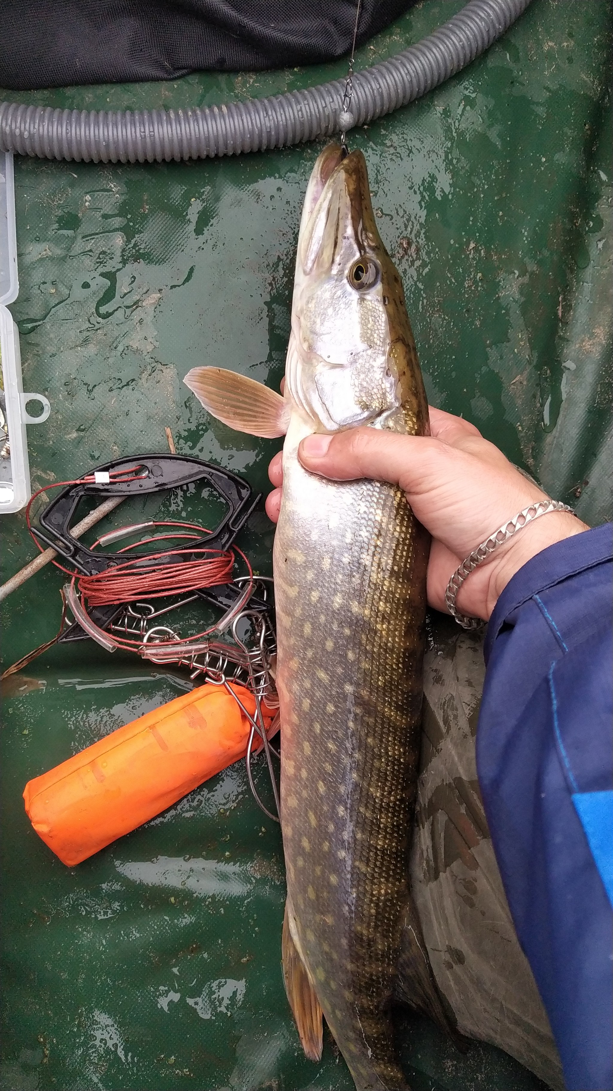 The pike pleased) - My, Fishing, Pike, Microjig, The photo