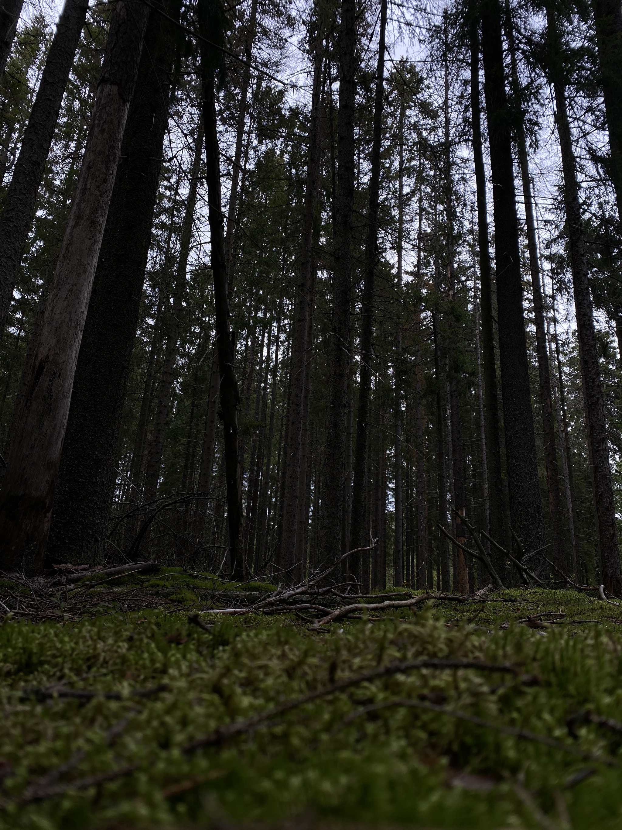 Mushrooms - My, Forest, The photo, Mushrooms, Relaxation, beauty, Saint Petersburg, Longpost