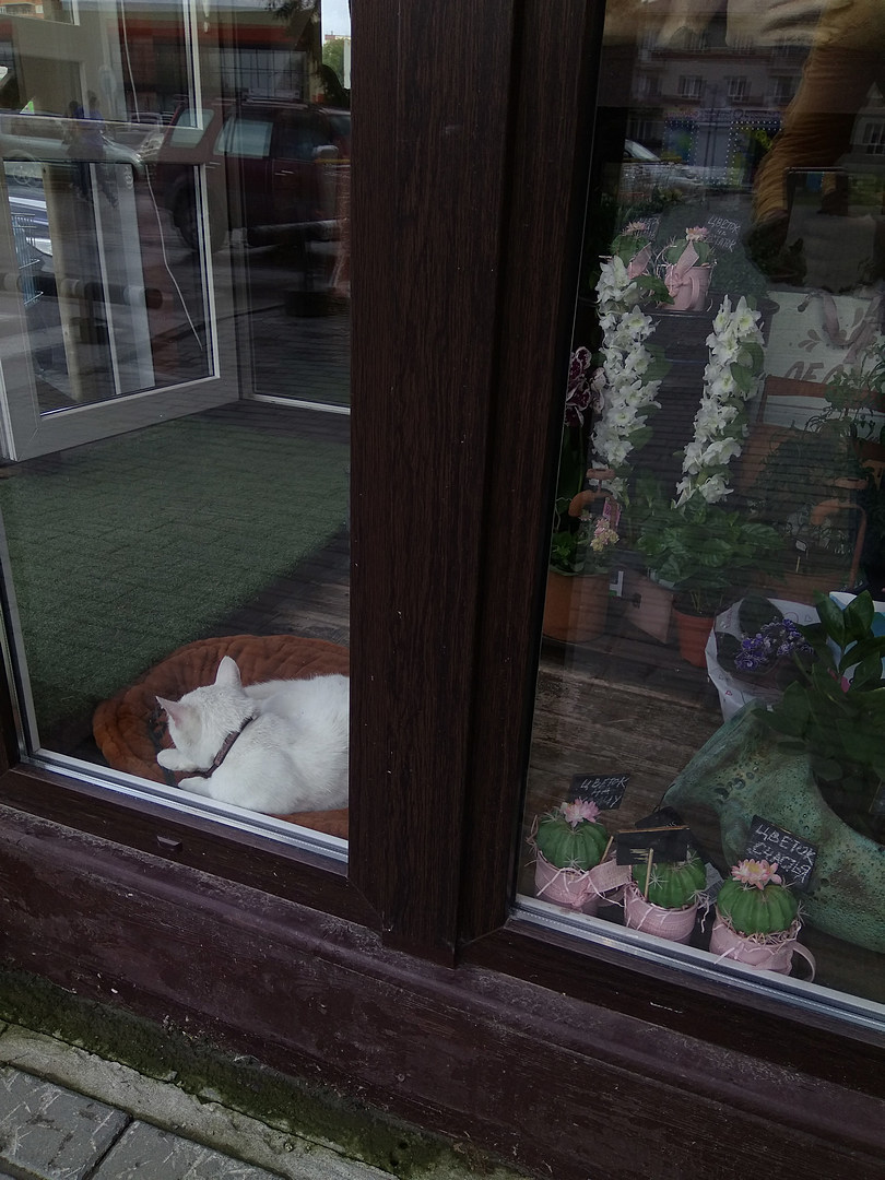 Assistant - My, cat, Stall, Flowers, Longpost