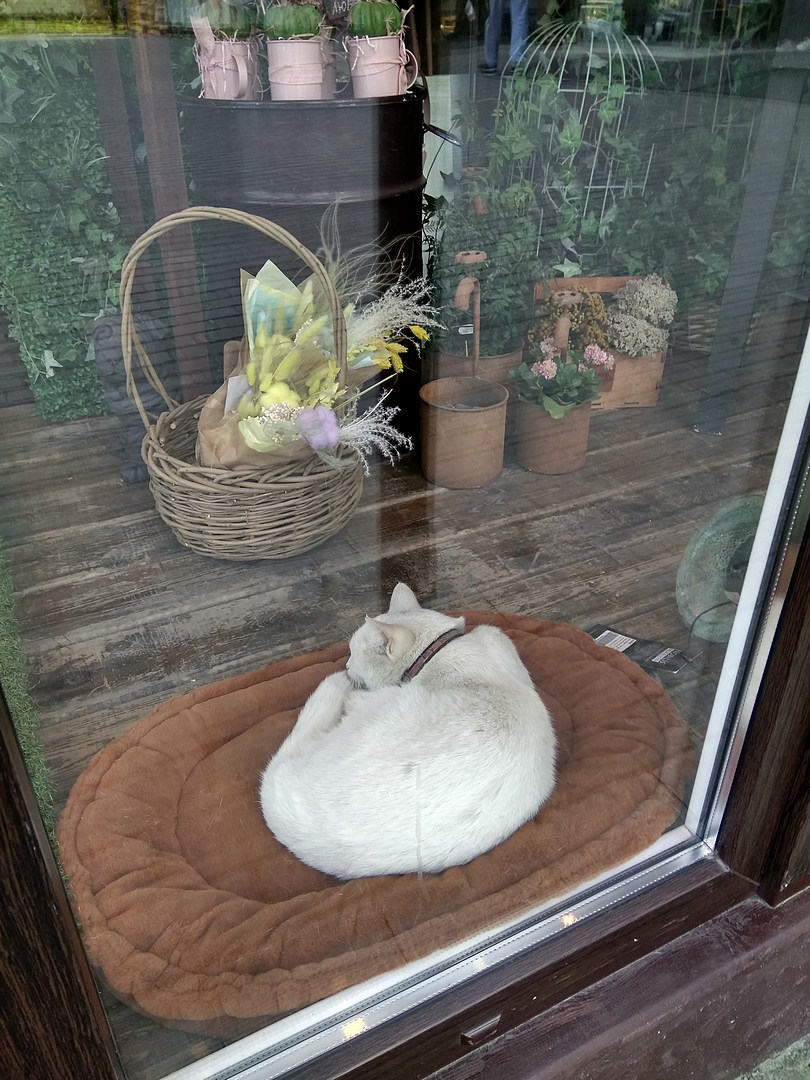 Assistant - My, cat, Stall, Flowers, Longpost