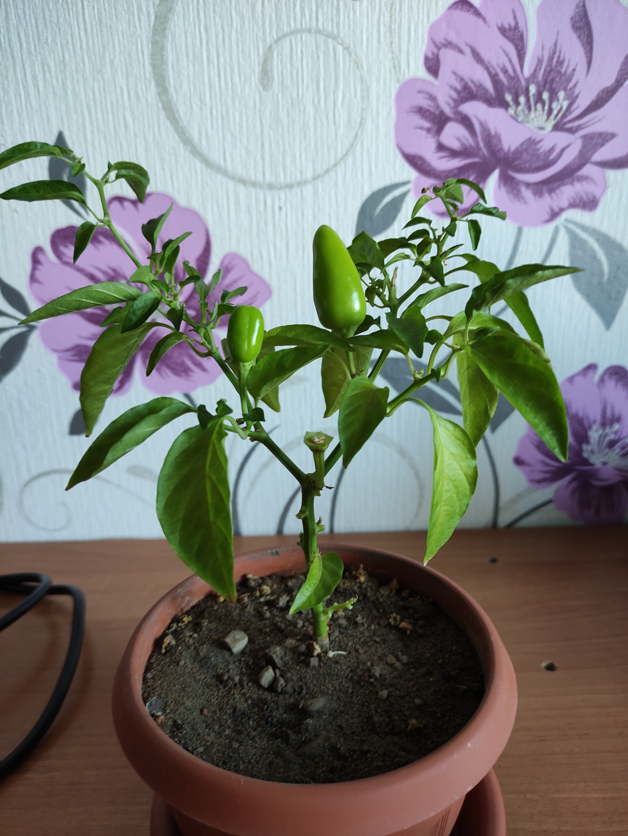 What kind? They sing very quickly on the window. hot peppers - Hot peppers, Pepper farming, Longpost