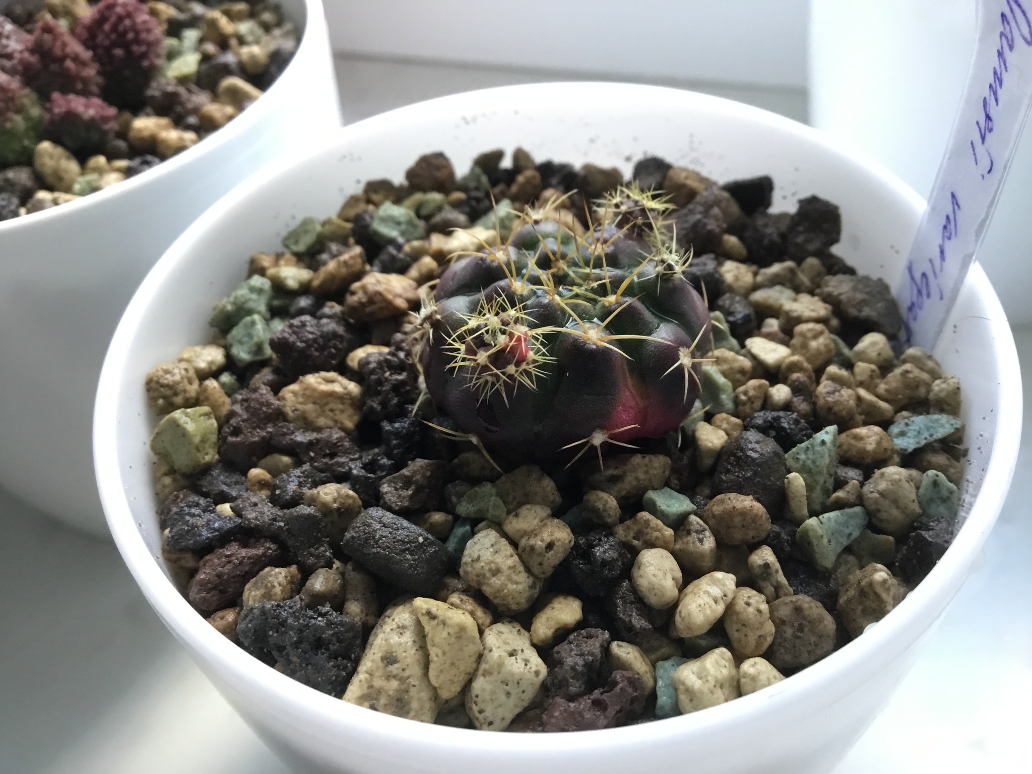 Chatting #1 Variegated Succulents - Cactus, Succulents, Reasoning