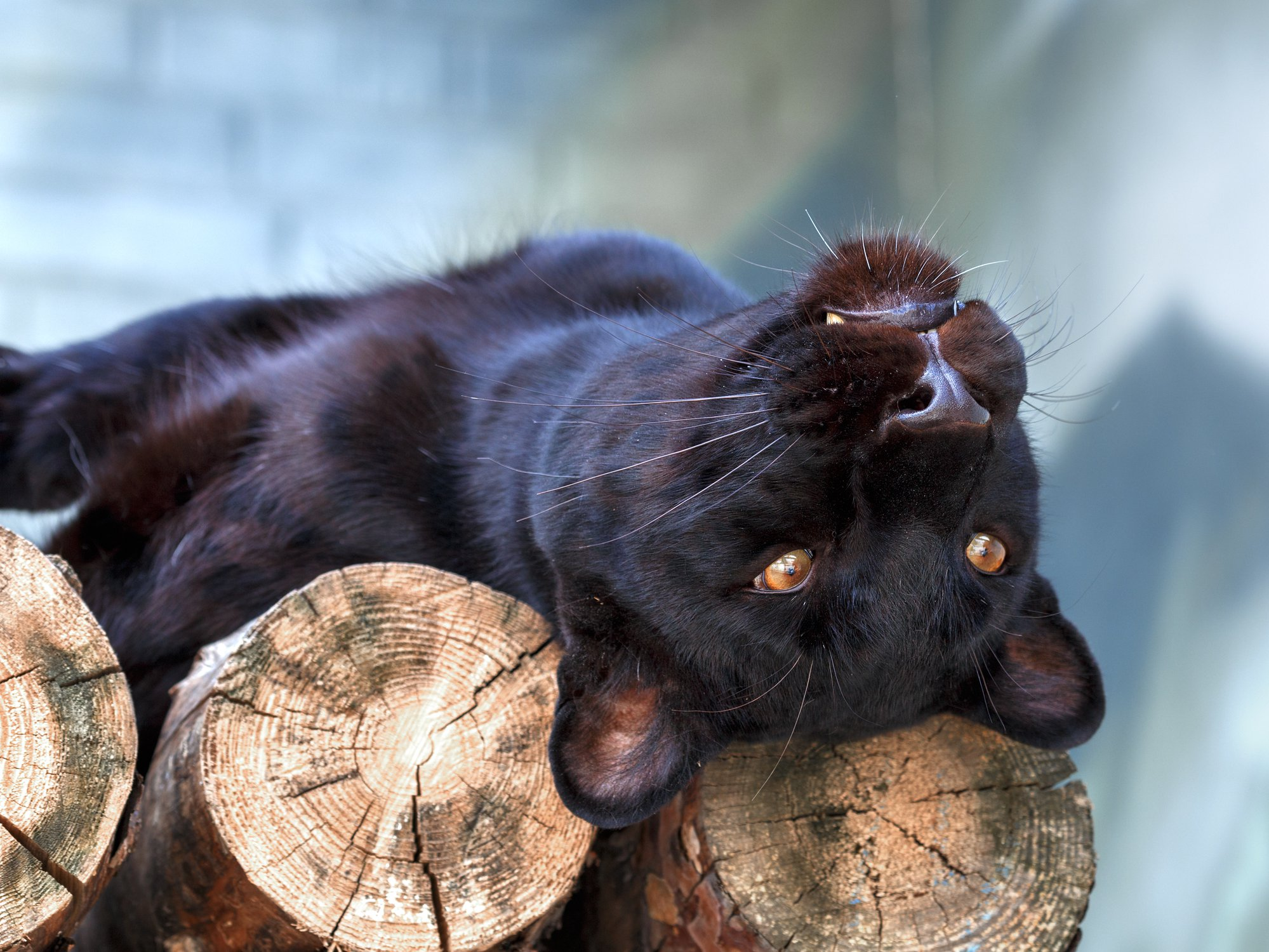 Another point of view - Leopard, Black Panther, Big cats, Cat family, The national geographic, The photo, Bogdanov Oleg, Wild animals, , Predatory animals, Different point of view, Animals