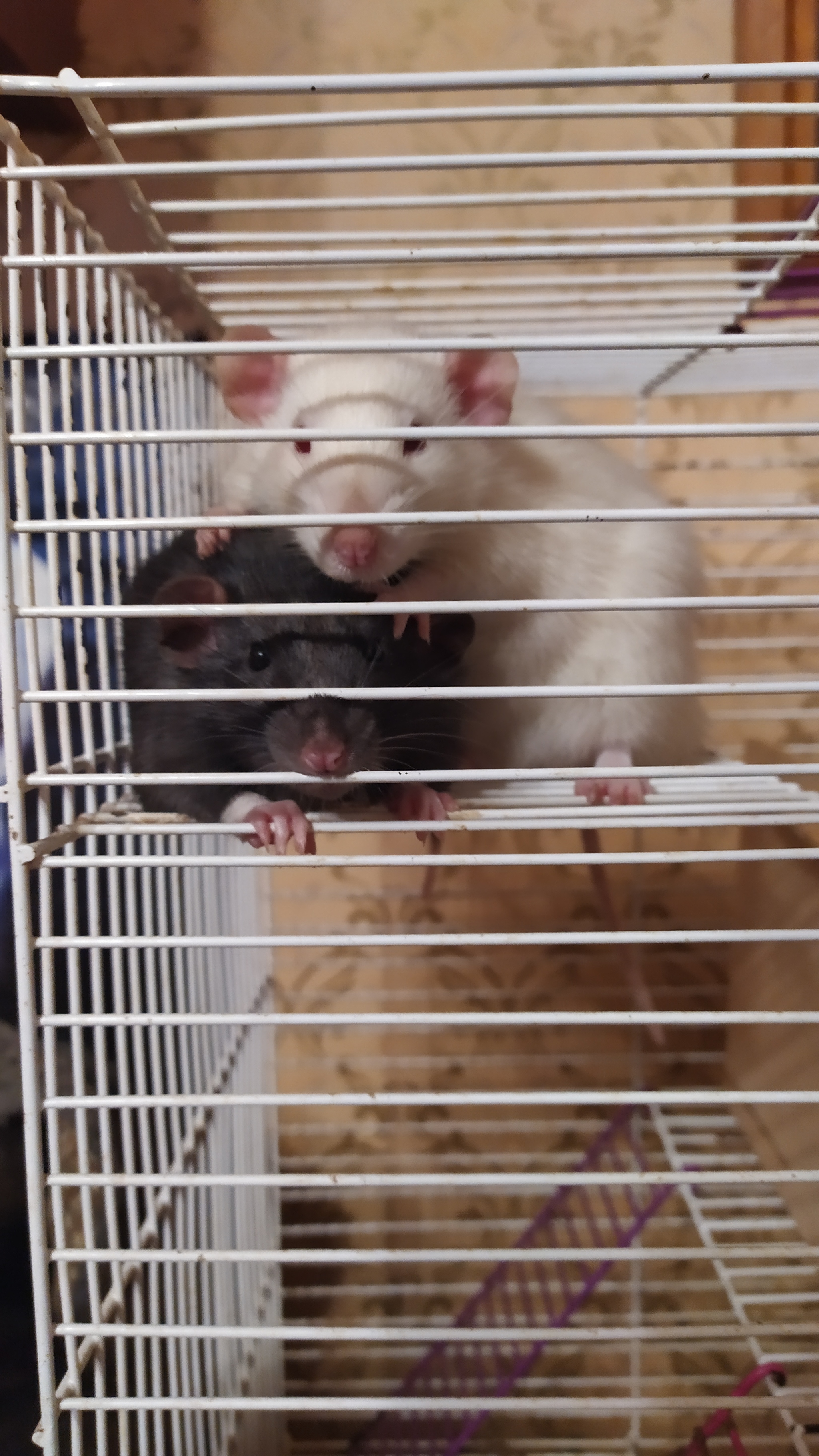 Rat days 2.2 - My, Rat, Decorative rats, Pets, Milota, Longpost