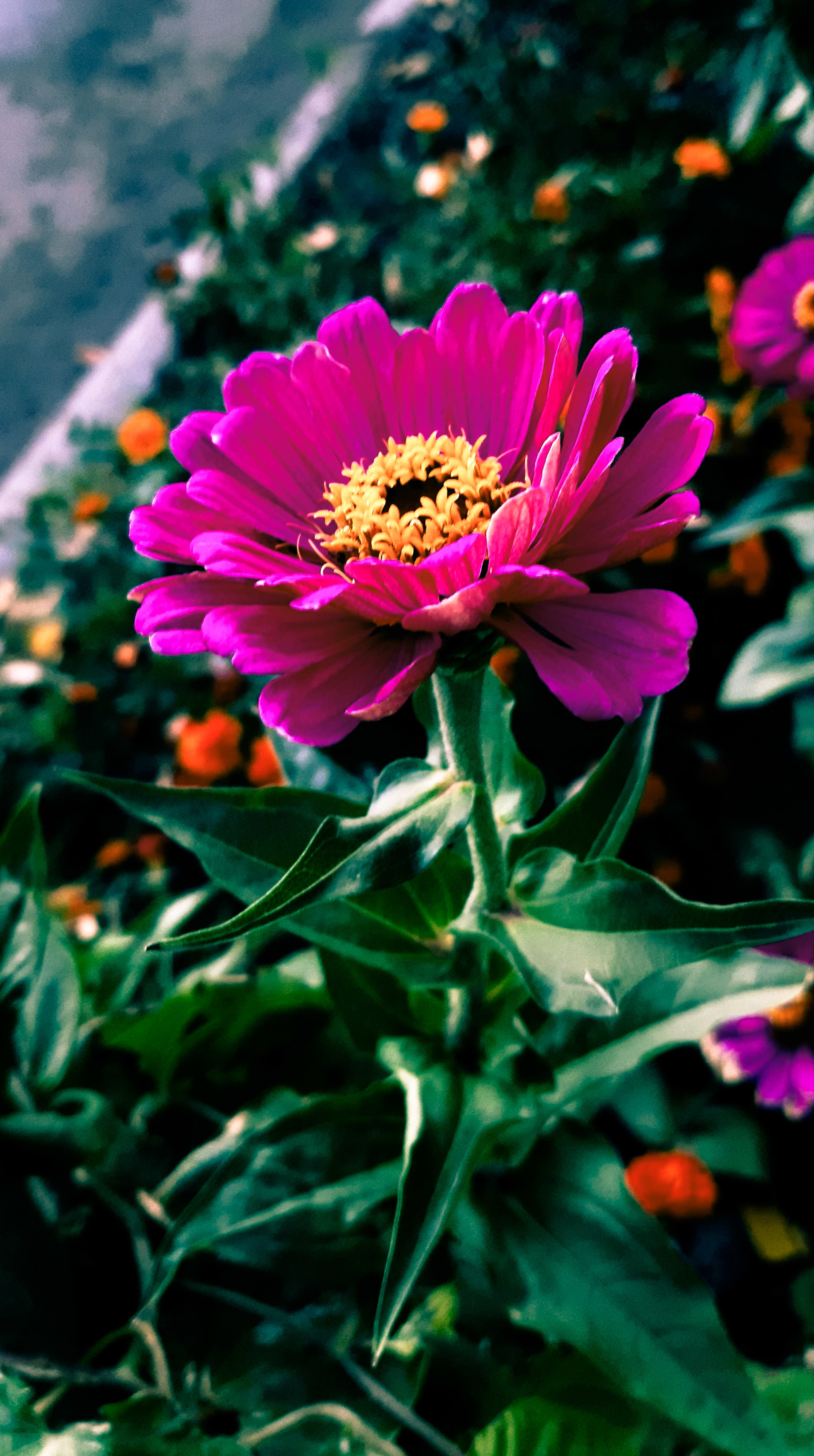 Still the colors of summer - My, Mobile photography, Flowers, beauty of nature, Beautiful, Longpost, Zinnia