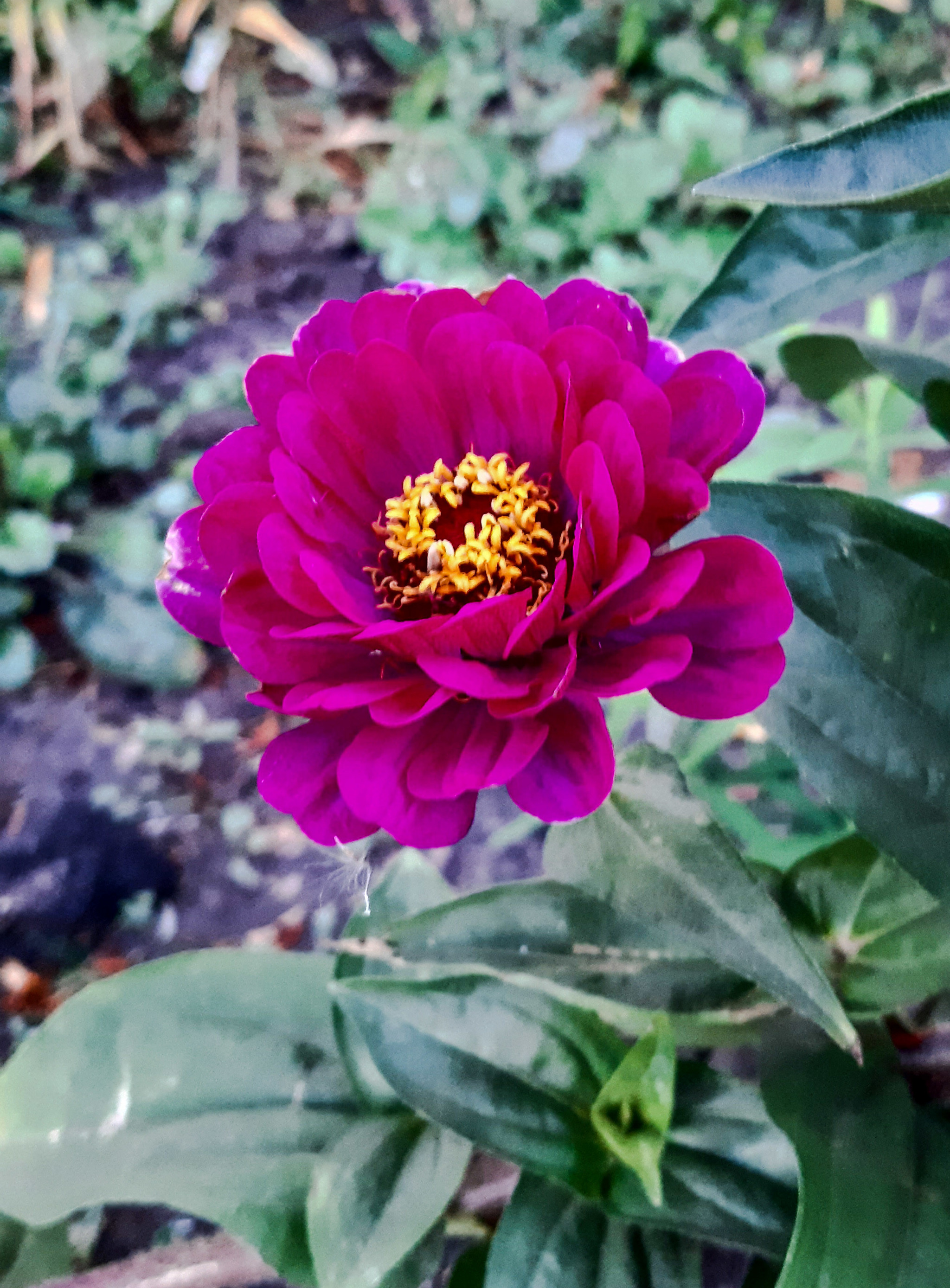 Still the colors of summer - My, Mobile photography, Flowers, beauty of nature, Beautiful, Longpost, Zinnia